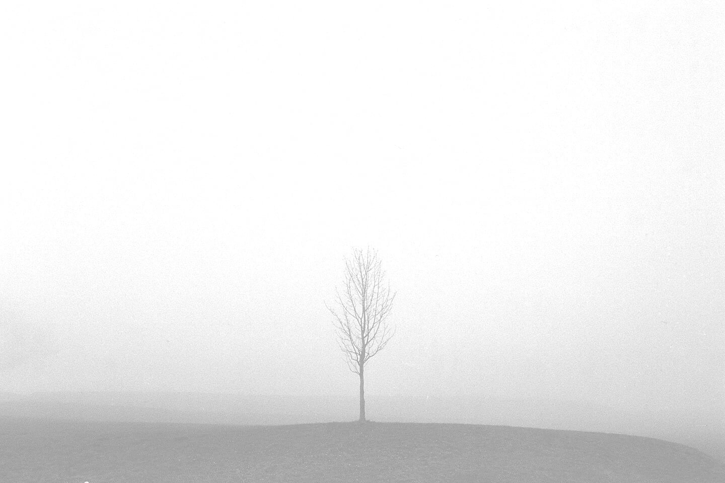 mist, clear, Einsiedeln, foggy day, nature, bei, Ilford, winter, 720P, minimalist, tree, Egg, fog, field, foggy, day, film, leafless, HD Wallpaper