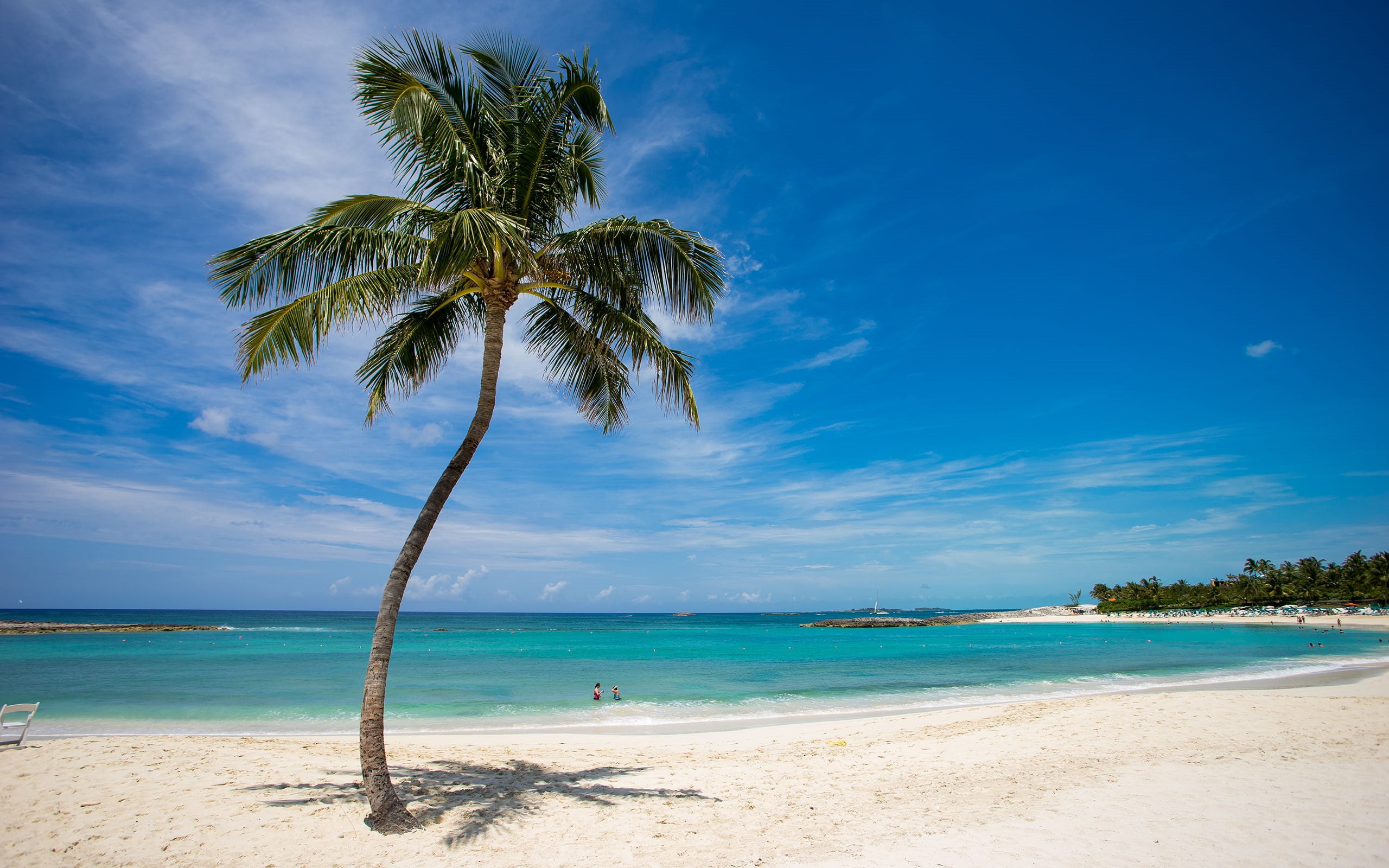 2K, nature, tropical, palm, hd, tree, beach, ocean, HD Wallpaper