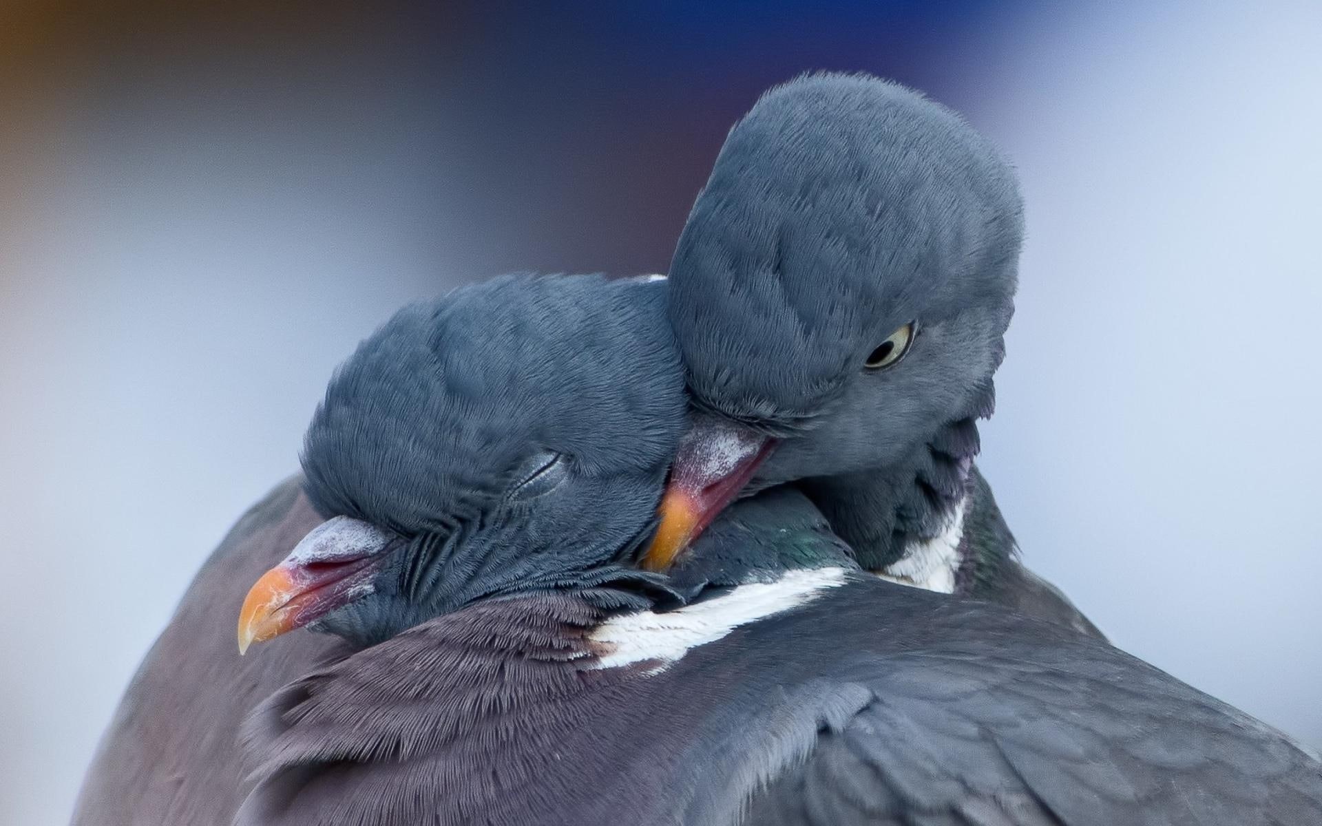 mood, 1080P, love, resolution, birds, pictures, pigeons, high, HD Wallpaper