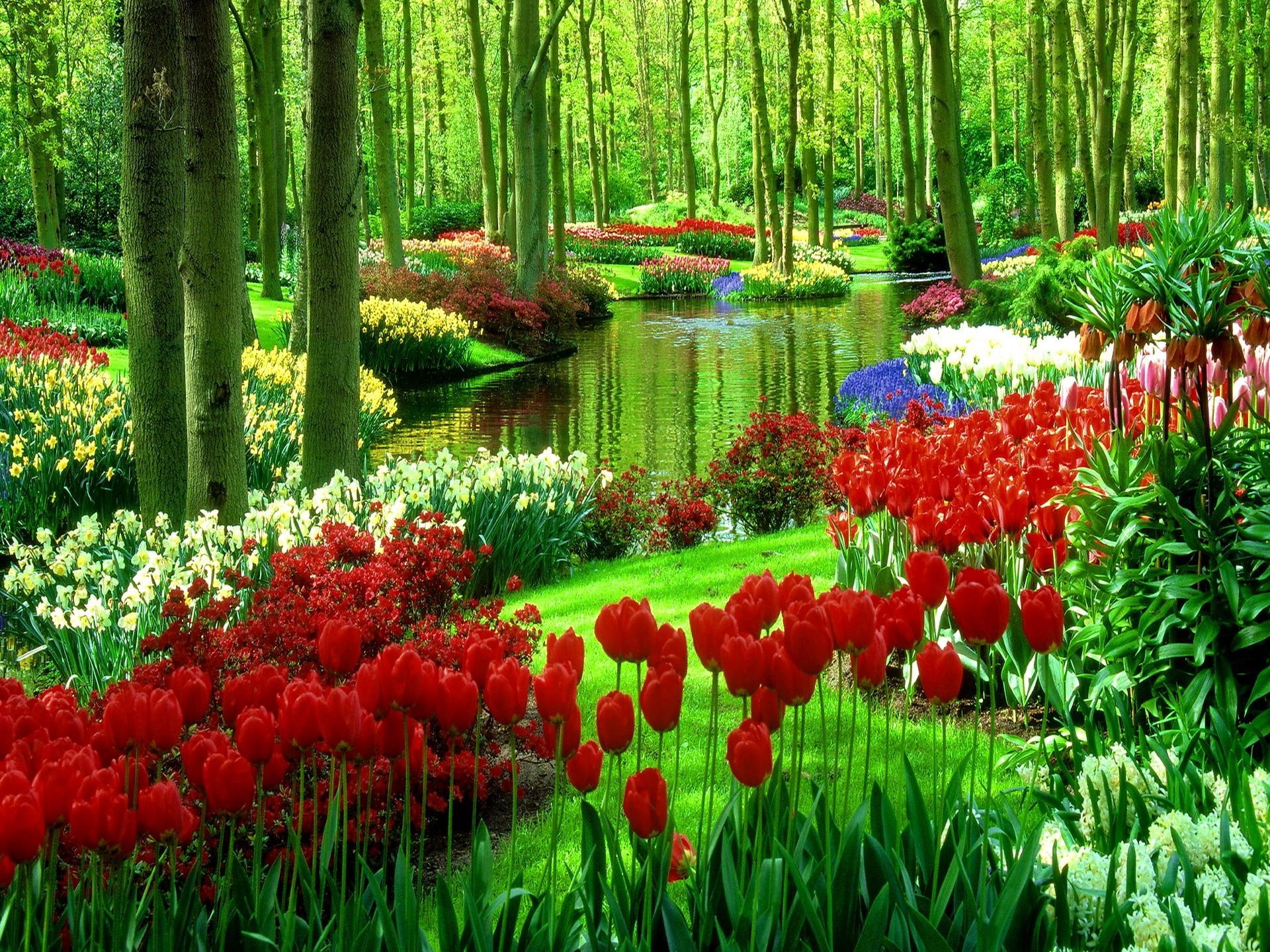 pretty, park, lovely, reflection, 1080P, beautiful, nice, flowers, green, water, tulips, lake, grass, trees, greenery, HD Wallpaper