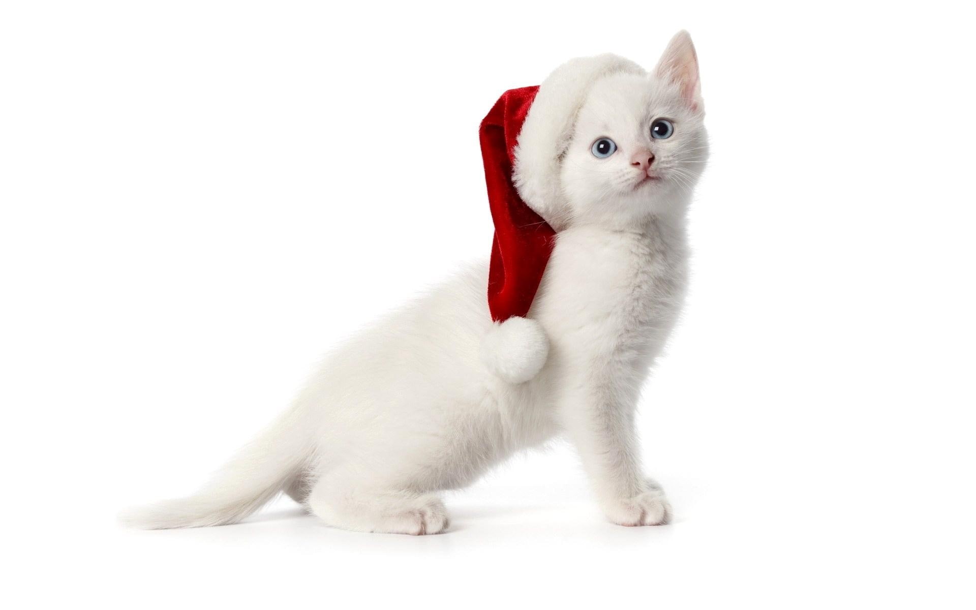 beautiful, cat, christmas, sweet, 1080P, white, pretty, santa, cute, holiday, hat, animal, cats, nice, amazing, kitten, HD Wallpaper