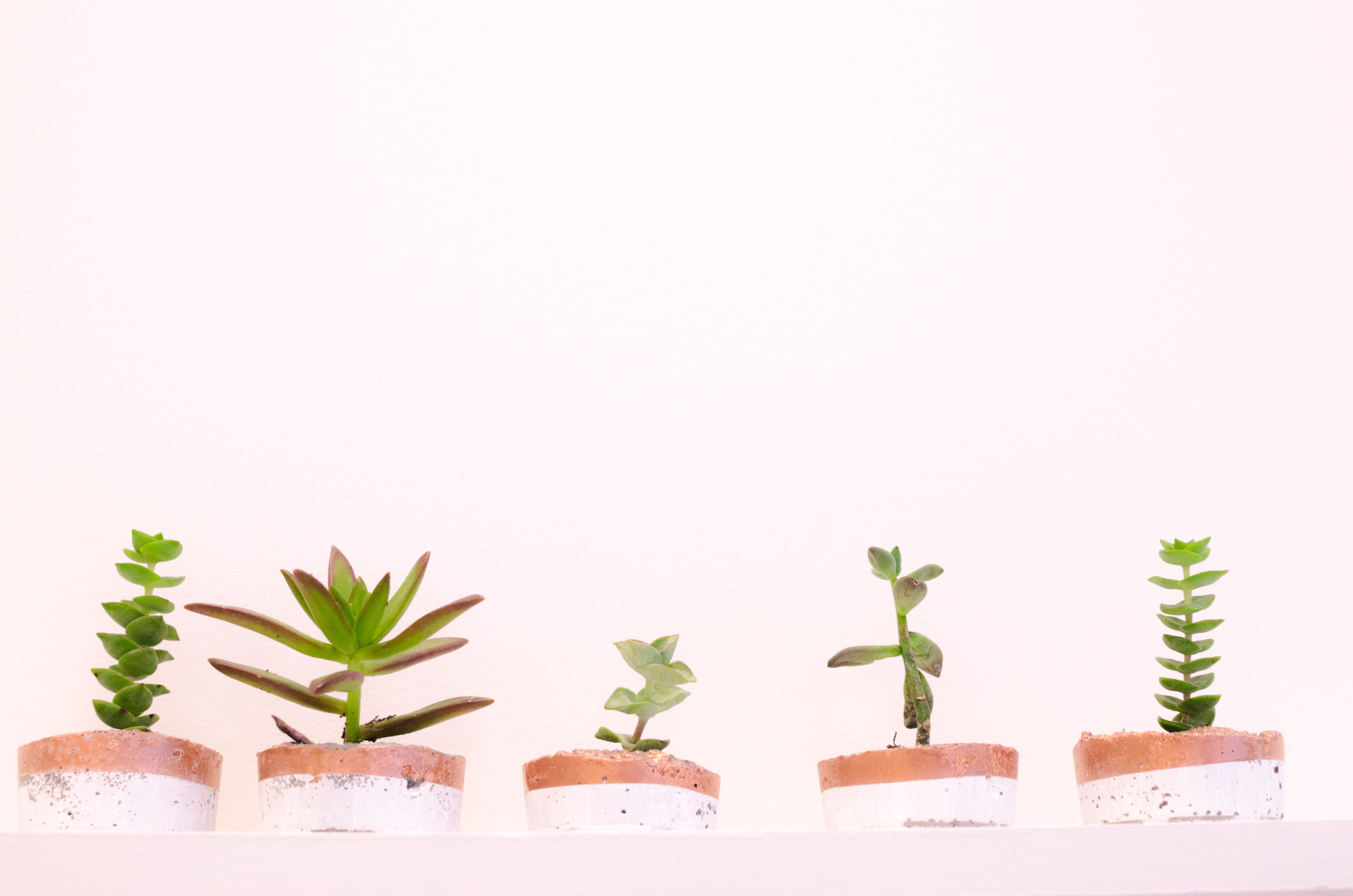 pink, copy space, food and drink, gardening, rose gold, tiny plant, no people, united states, food, green, leaf, cacti, nature, plant, growth, catus, little plants, HD Wallpaper