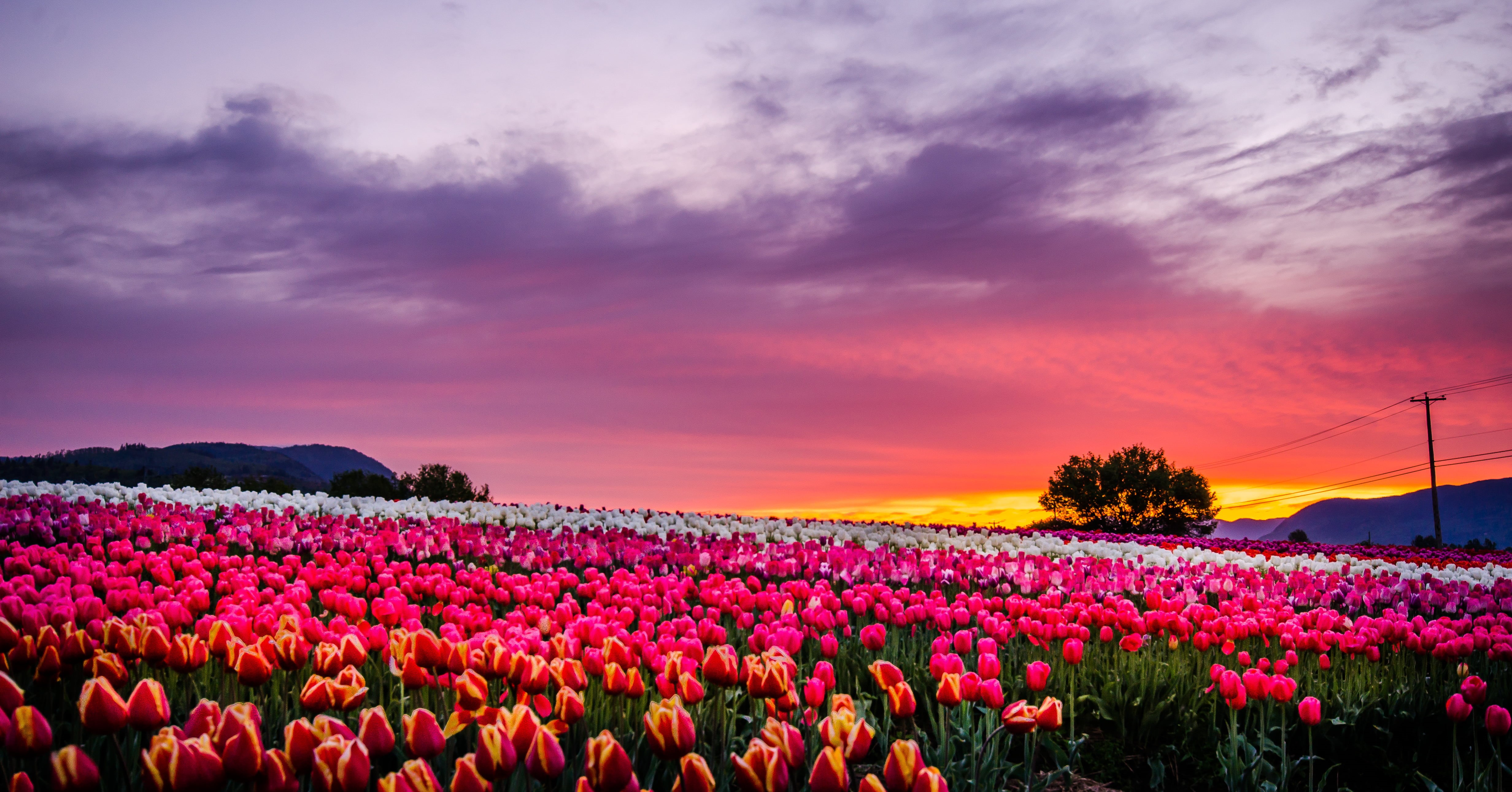 springtime, golden hour, outdoors, beauty In Nature, tulips, Bright, field, 4K, flower Head, Fields, Spring, rural Scene, golden, sky, multi Colored, Farm, HD Wallpaper