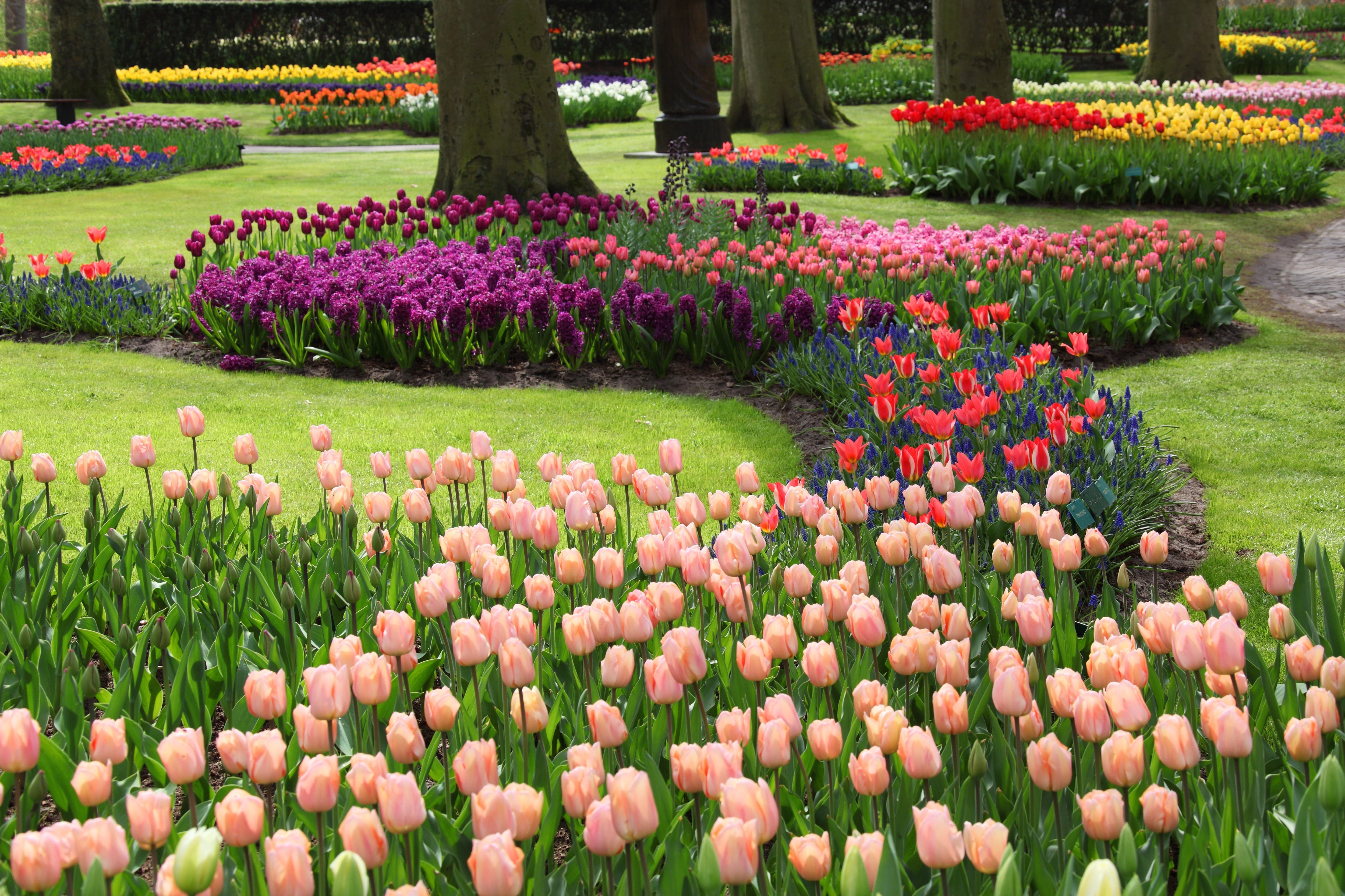 multi colored, spring, growth, vibrant, holland, flowers, ornamental garden, photography, hyacinth, yellow, flora, blue, park - man made space, purple, HD Wallpaper