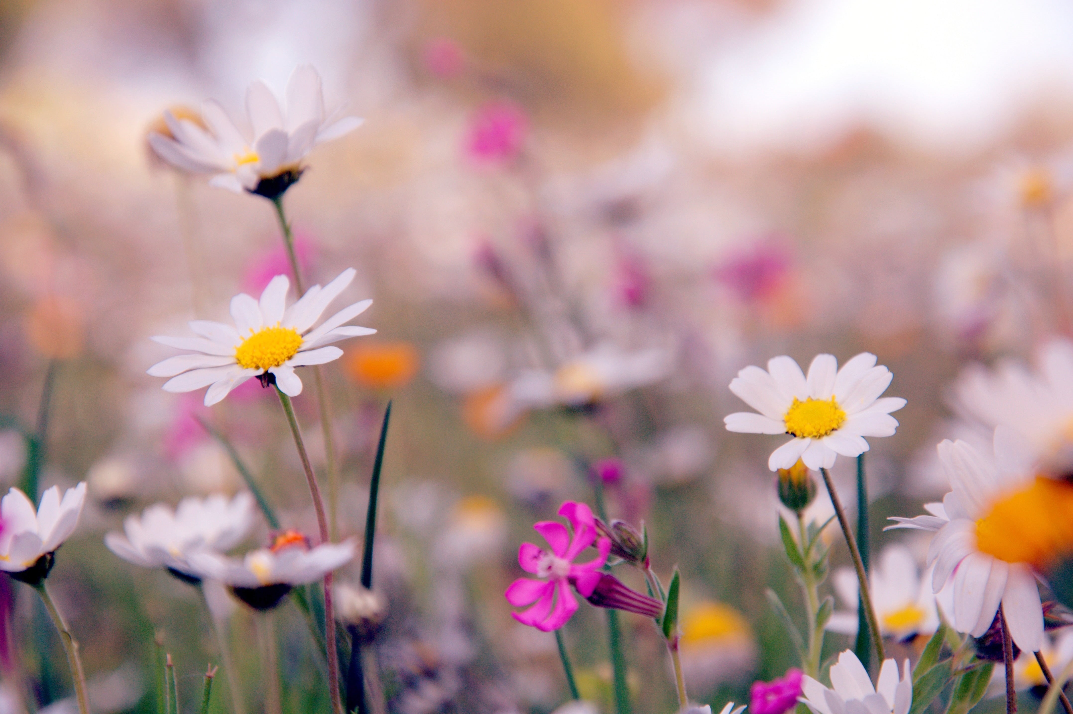 beauty In Nature, flowers, meadow, Vrilissia, outdoors, close-up, white Daisy, daisy, Greece, 4K, Nikon D90, daytime, colours, yellow, summer, white, flower, HD Wallpaper