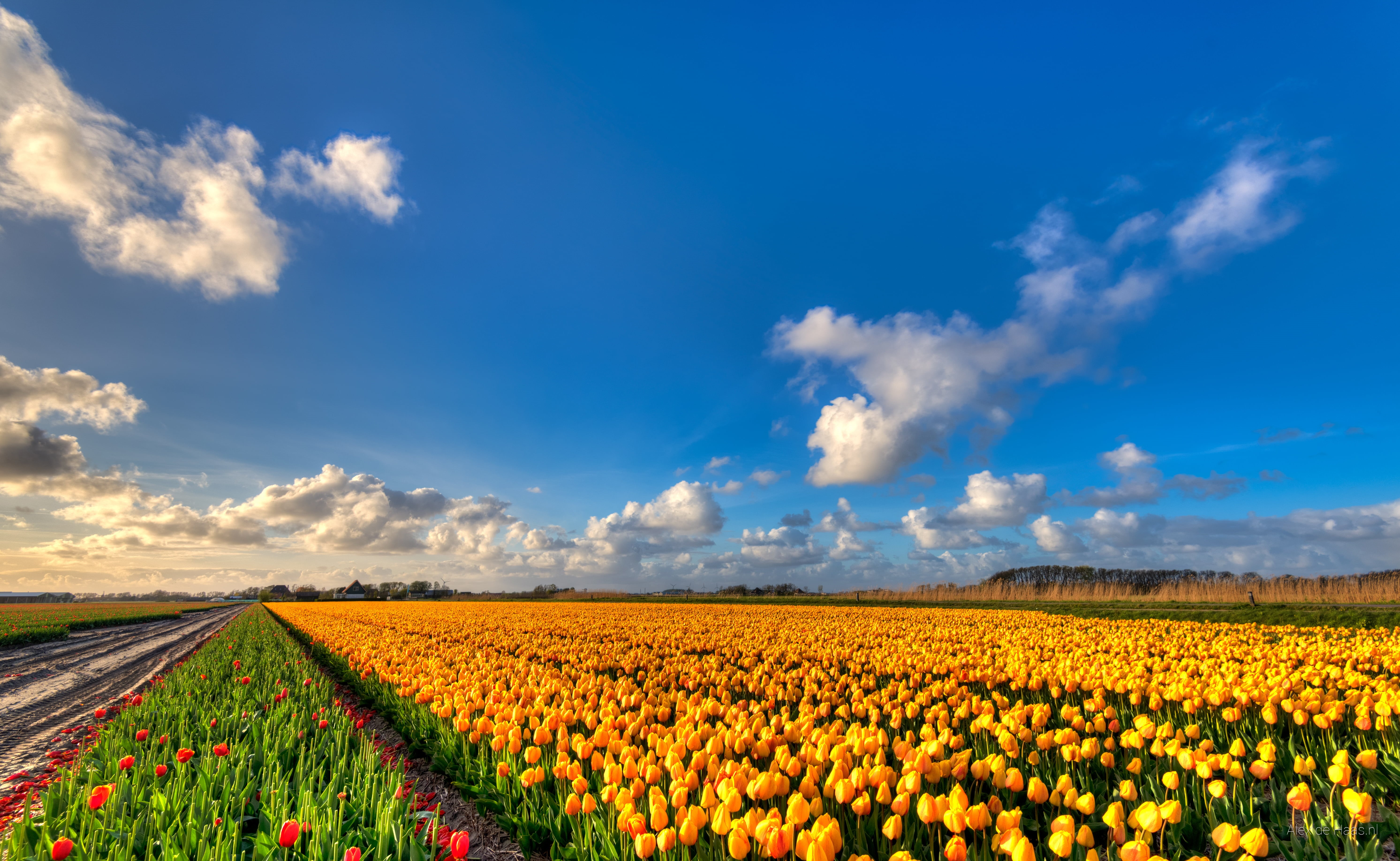 tulp, Nederlands, landscape, farm, plant, skies, flower fields, red, flower, yellow, tulipa, summer, mourn, Golden, springtime, Nikon, agriculture, loss, HD Wallpaper