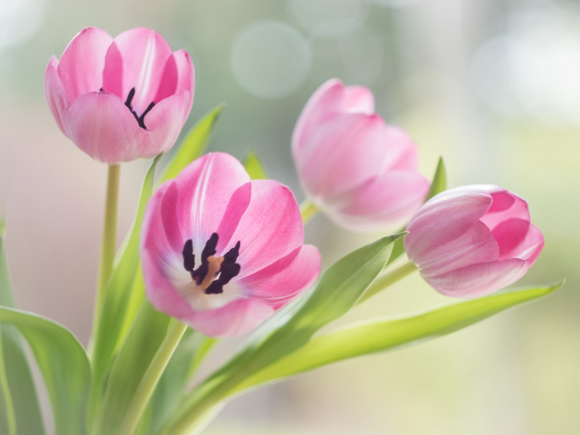 Flickr, Frühling, beauty In Nature, 1080P, tulips, Panasonic Lumix G5, petaled, Helios 44, bokeh, Good morning, white, plant, Spring, flower, nature, springtime, HD Wallpaper