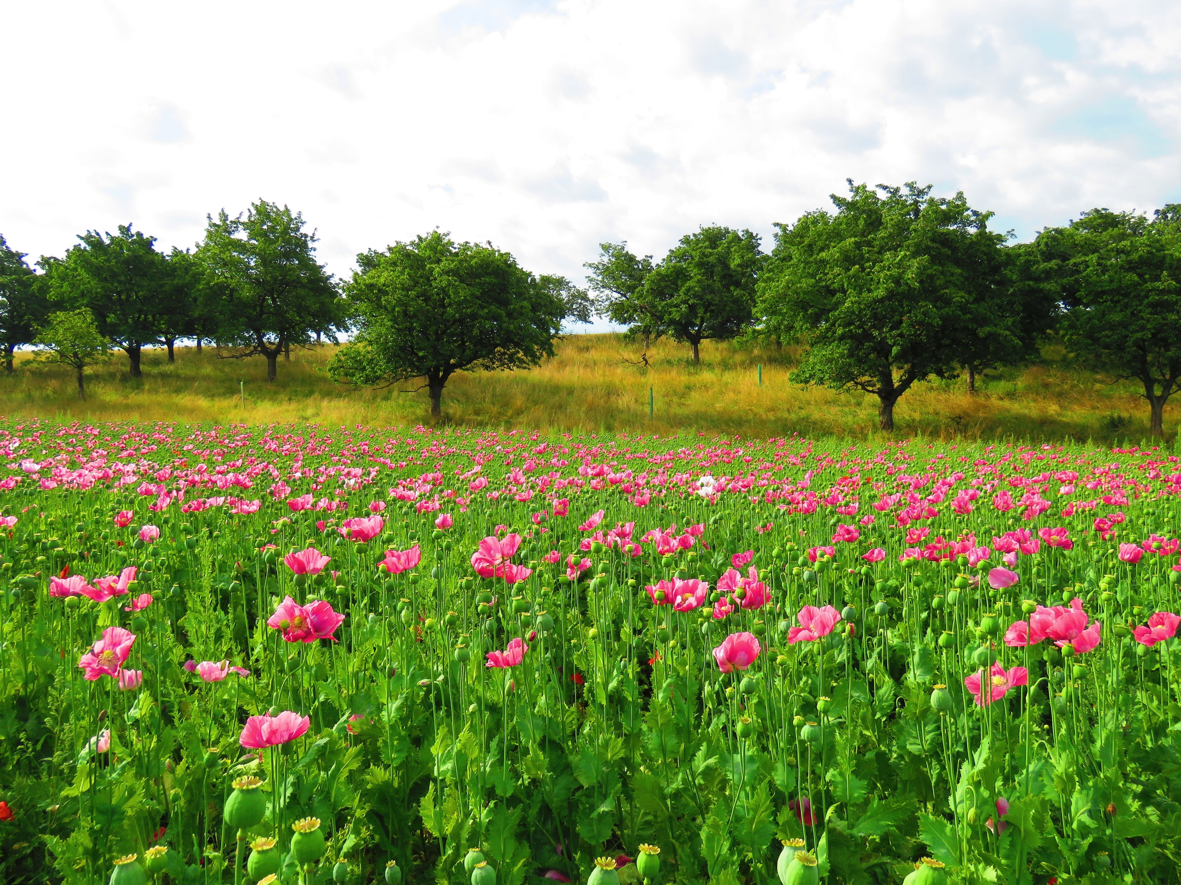 tranquil scene, springtime, flower, pink, capsule, flowerbed, flowering plant, beauty In Nature, meadow, 4K, land, poppy flower, tree, grass, freshness, HD Wallpaper