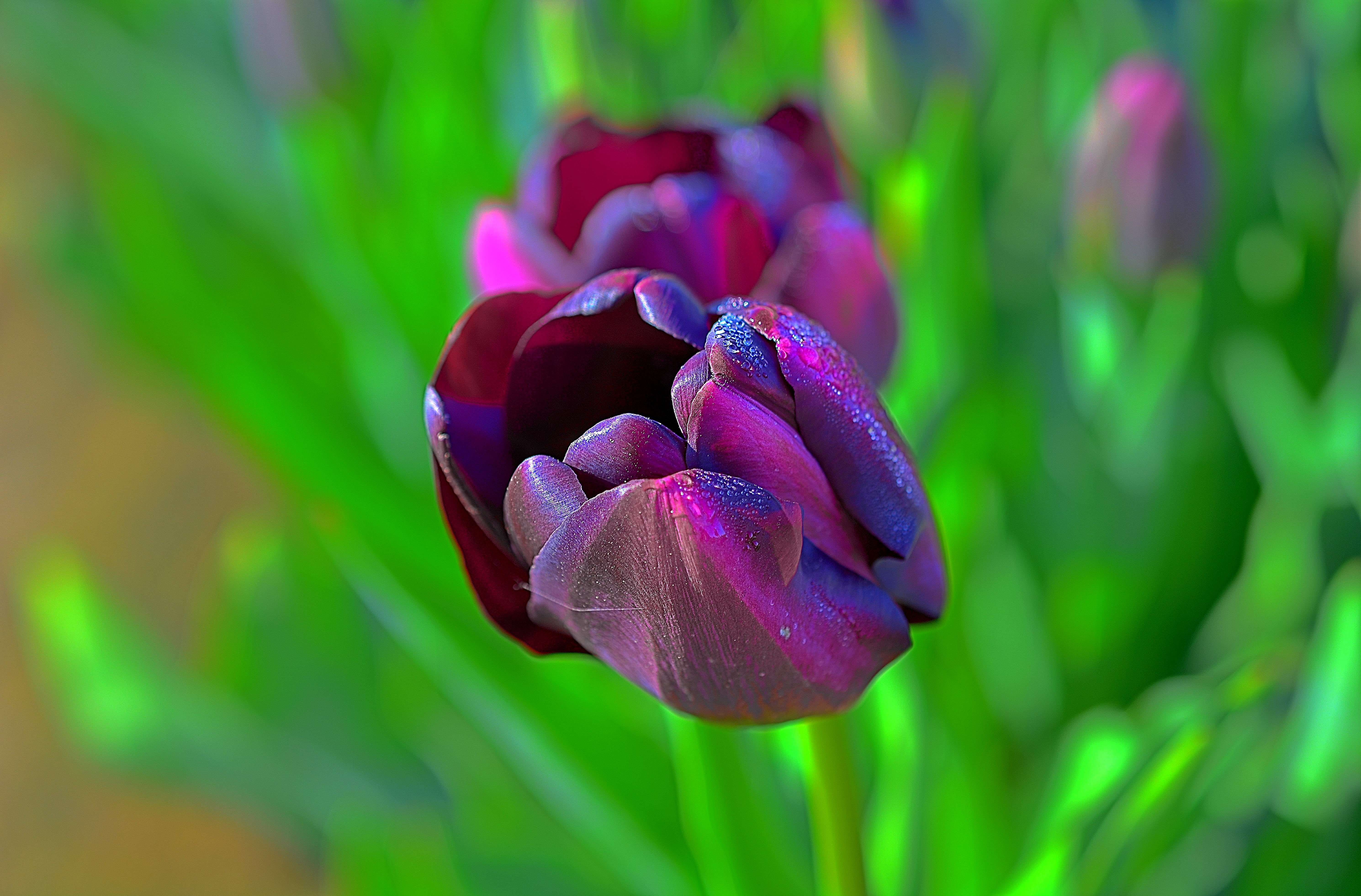 Nikon D7100, Kirt, summer, pink, Festival, Flower, Plant, Drops, Color, Macro, Willamette Valley, Tulip Festival, leaf, Bright, petal, Pastel, pink Color, HD Wallpaper