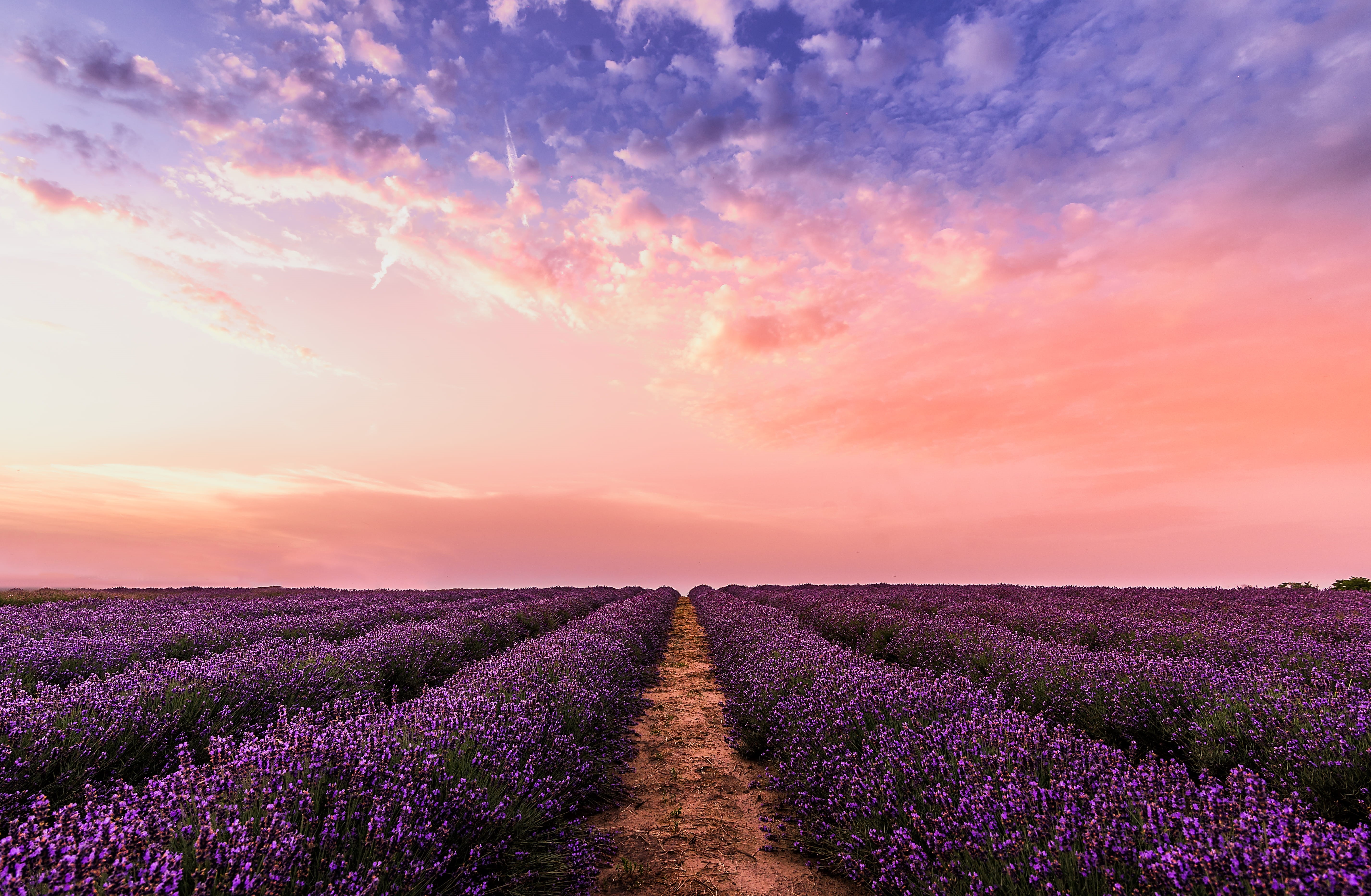 farm, sky, tranquility, environment, scenic, scenery, flowers, agriculture, field, beauty in nature, skyscape, lavender, cloud - sky, nature, no people, HD Wallpaper