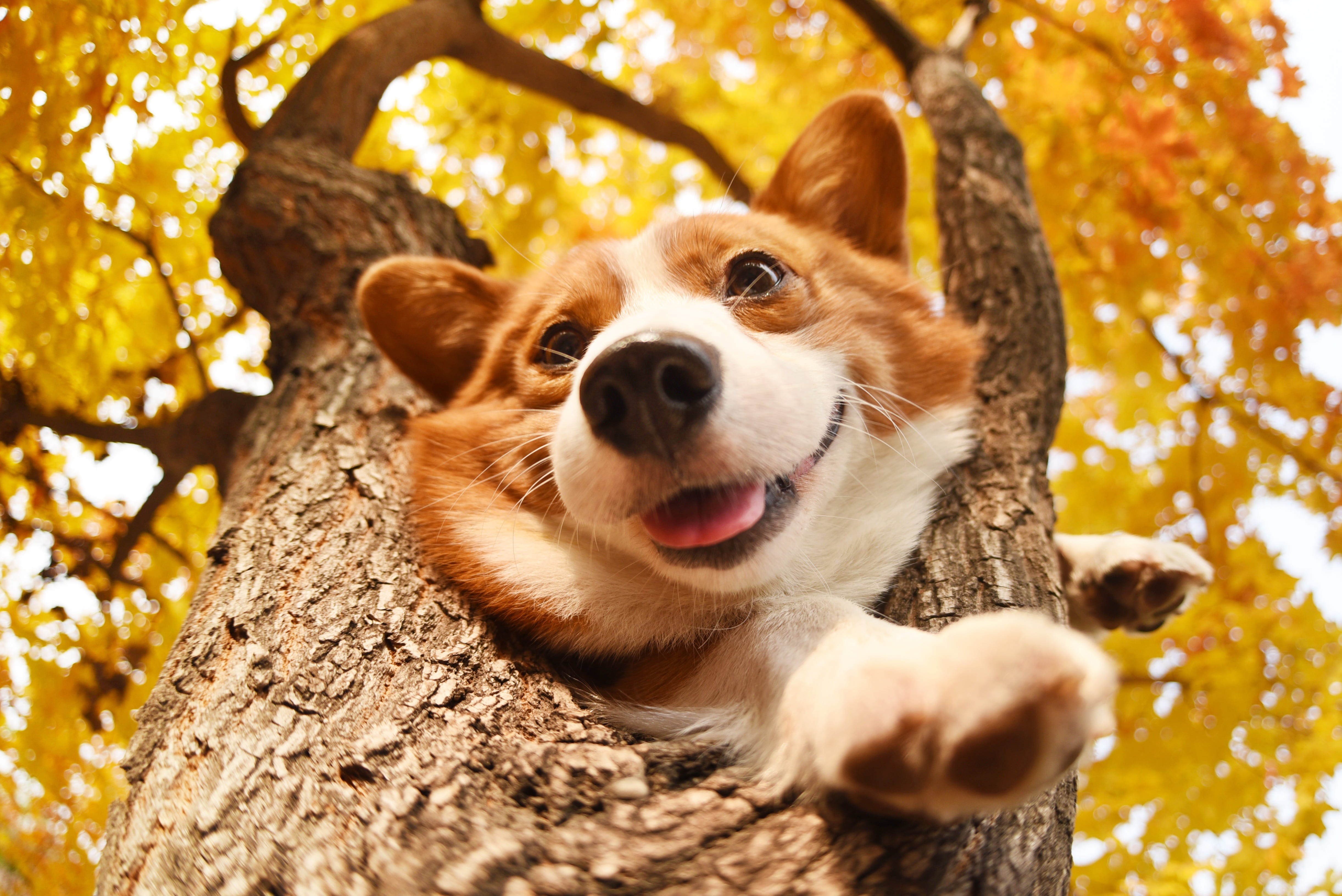 trunk, portrait, dog, pets, day, outdoors, 4K, no people, pembroke, adult, animal head, corgi, animal themes, plant, tree, canine, vertebrate, nature, HD Wallpaper
