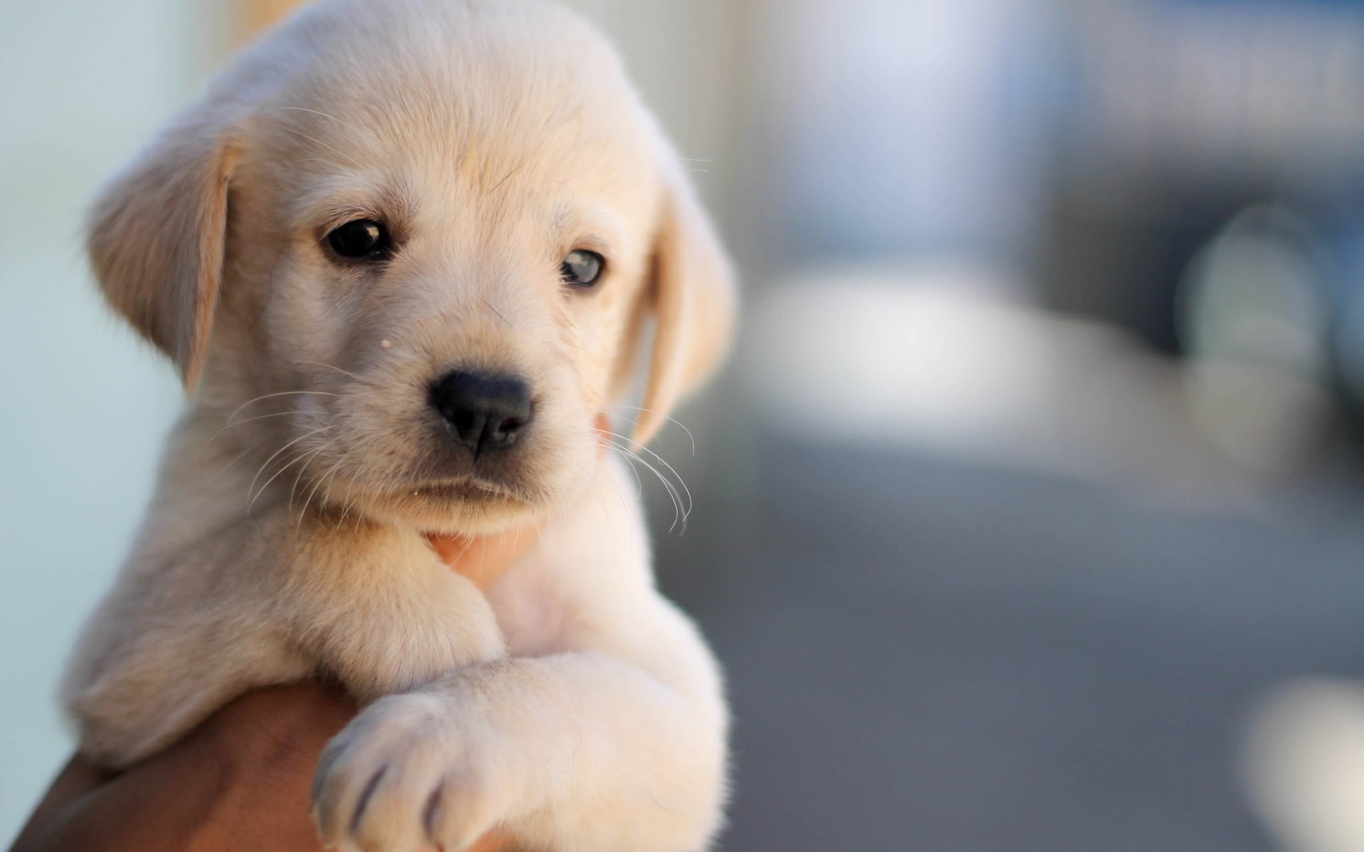 Face, Puppy, Pet, Hand, Dog, 1080P, Cute, HD Wallpaper