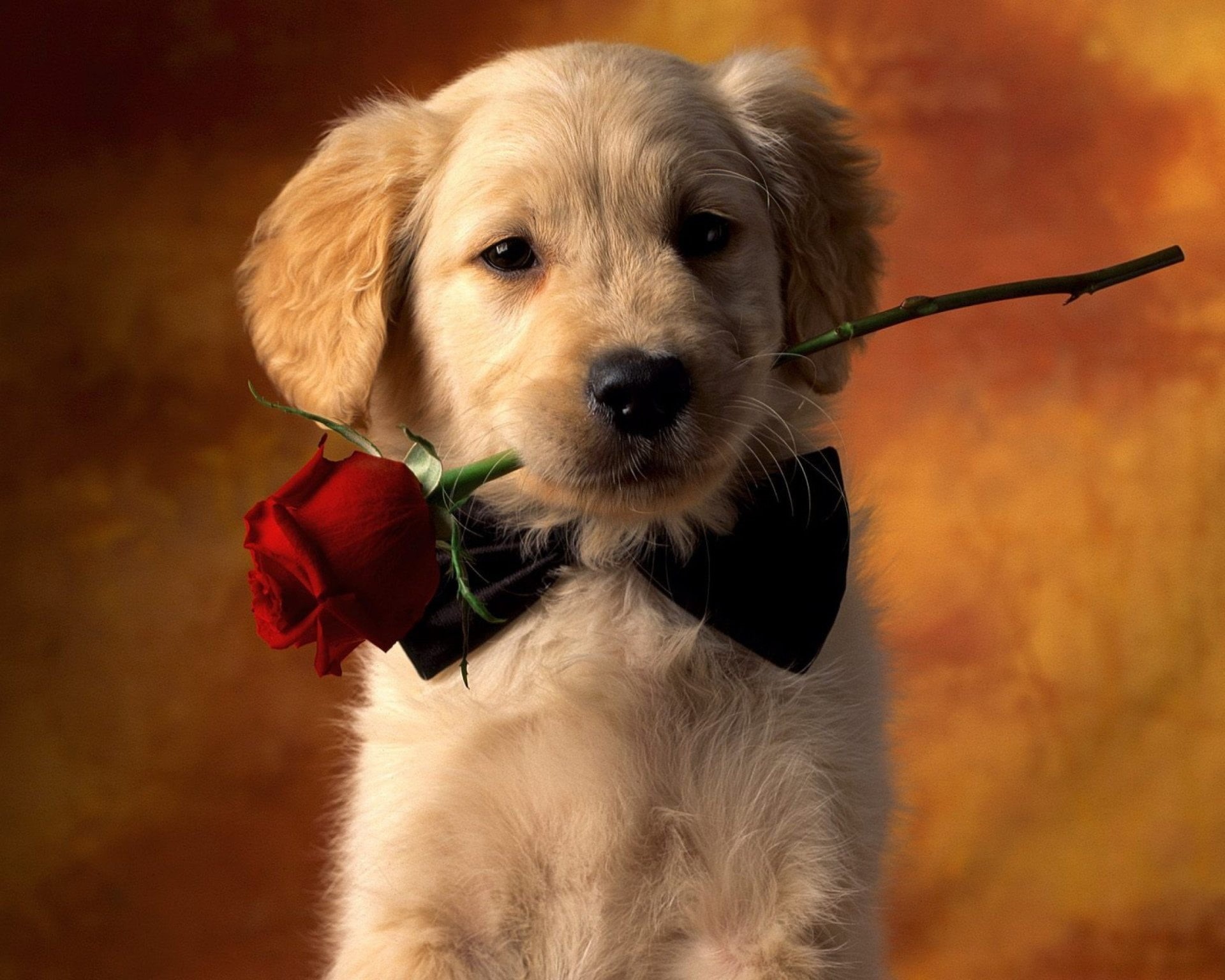 purebred Dog, domestic Animals, animals And Pets, domestic, Rose, Cute, color Image, 1080P, fun, studio Shot, Animal, young Animal, canine, looking, fur, HD Wallpaper