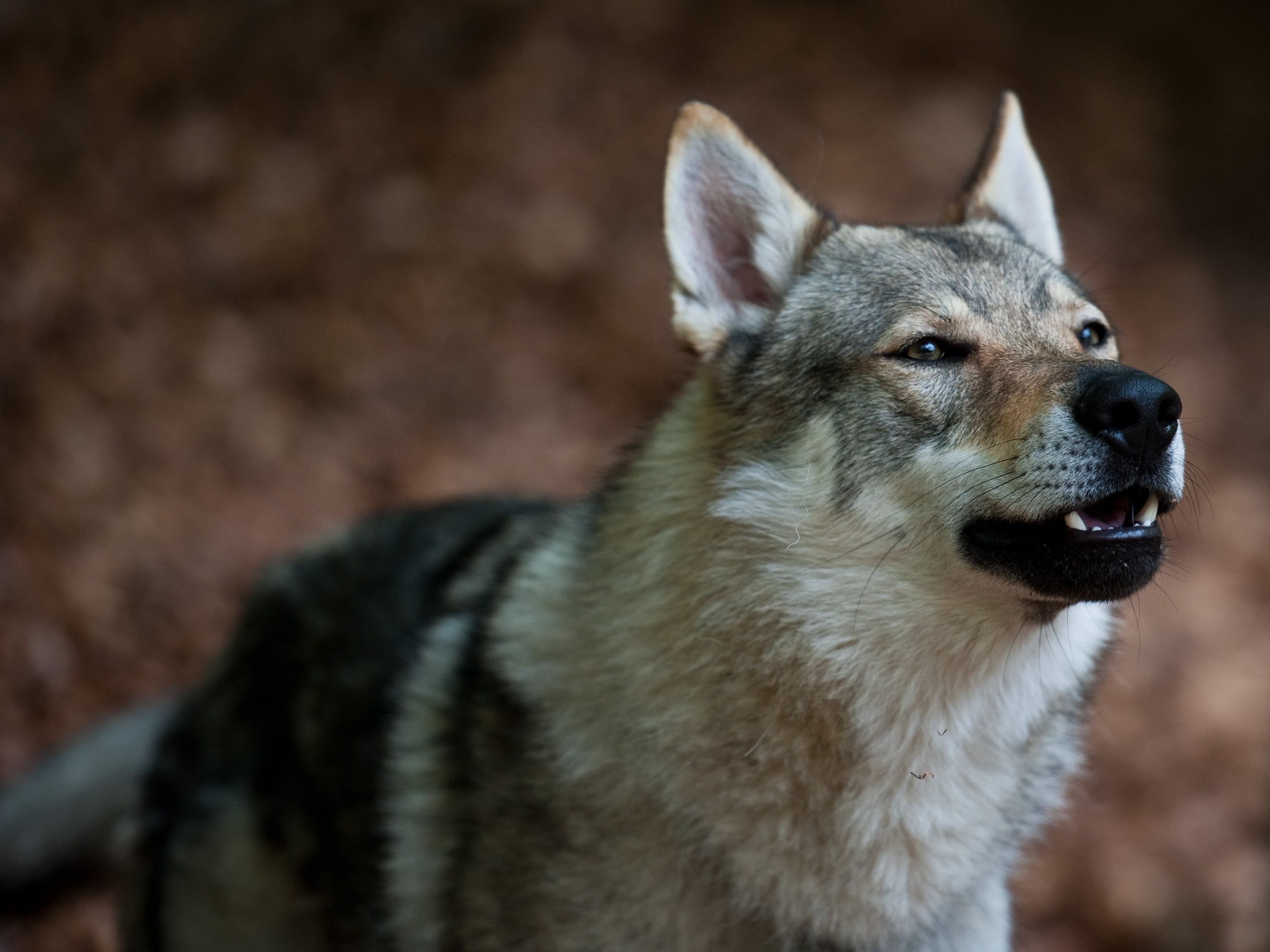 wolf dog, nature, dog, canis lupus familiaris, TWH, purebred Dog, Dogs, grey, mammal, canis lupus lupus, canine, czechoslovakia, wolf, czechoslovakian, HD Wallpaper