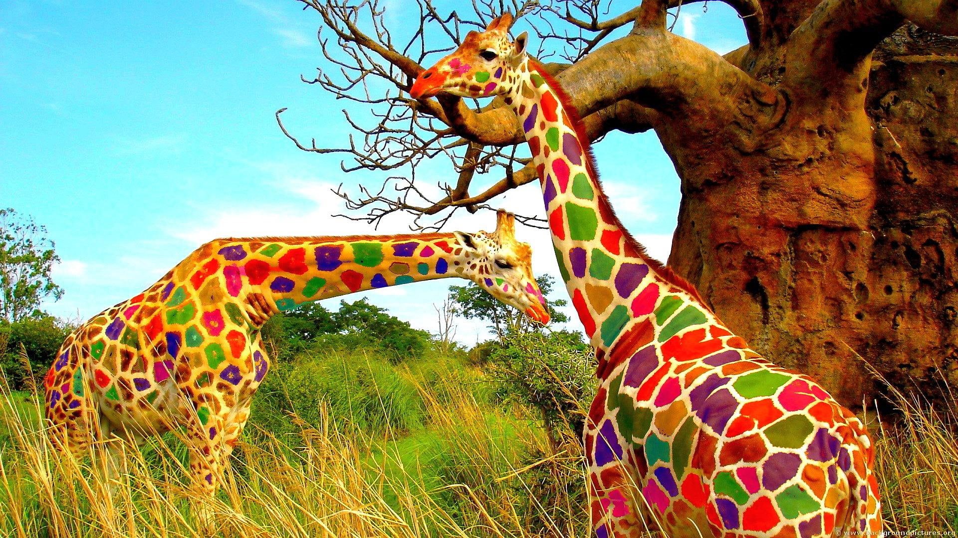 colorful, art, giraffes, other art, 1080P, HD Wallpaper