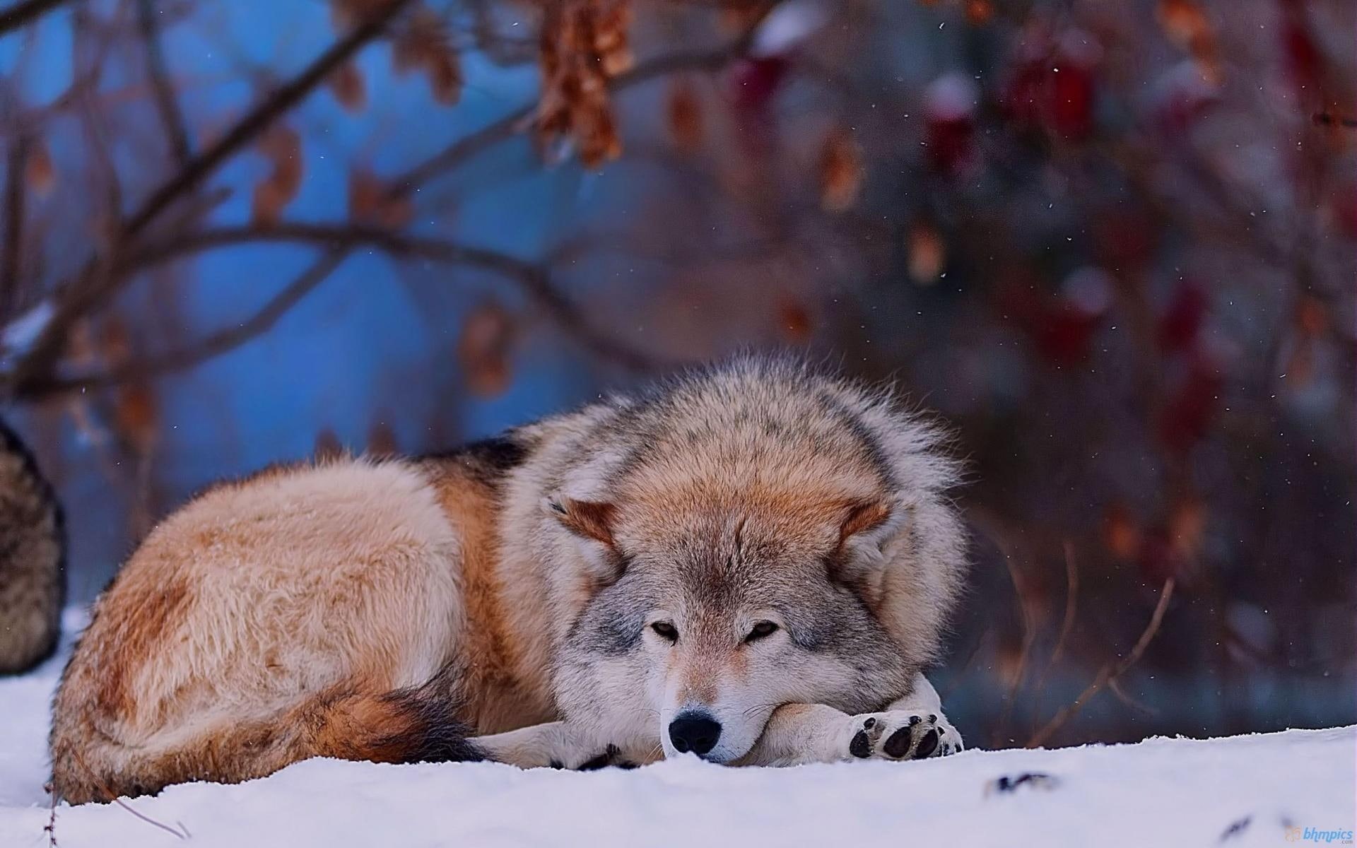 wolfs, tamaskan, dog, wild, snow, 1080P, animals, dogs, wolf, HD Wallpaper