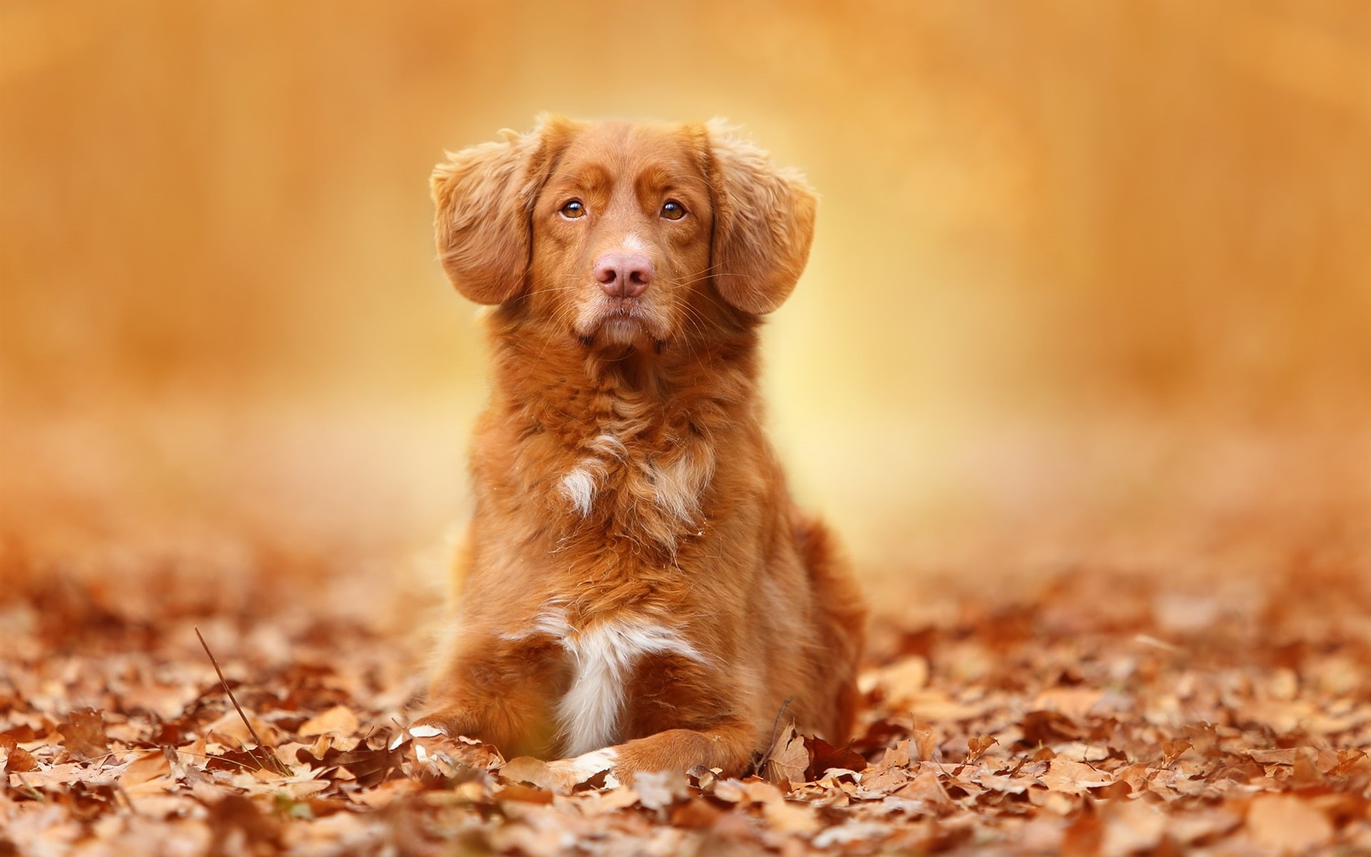 Portrait, Autumn, 1080P, Color, Leaves, Brown, Dog, HD Wallpaper