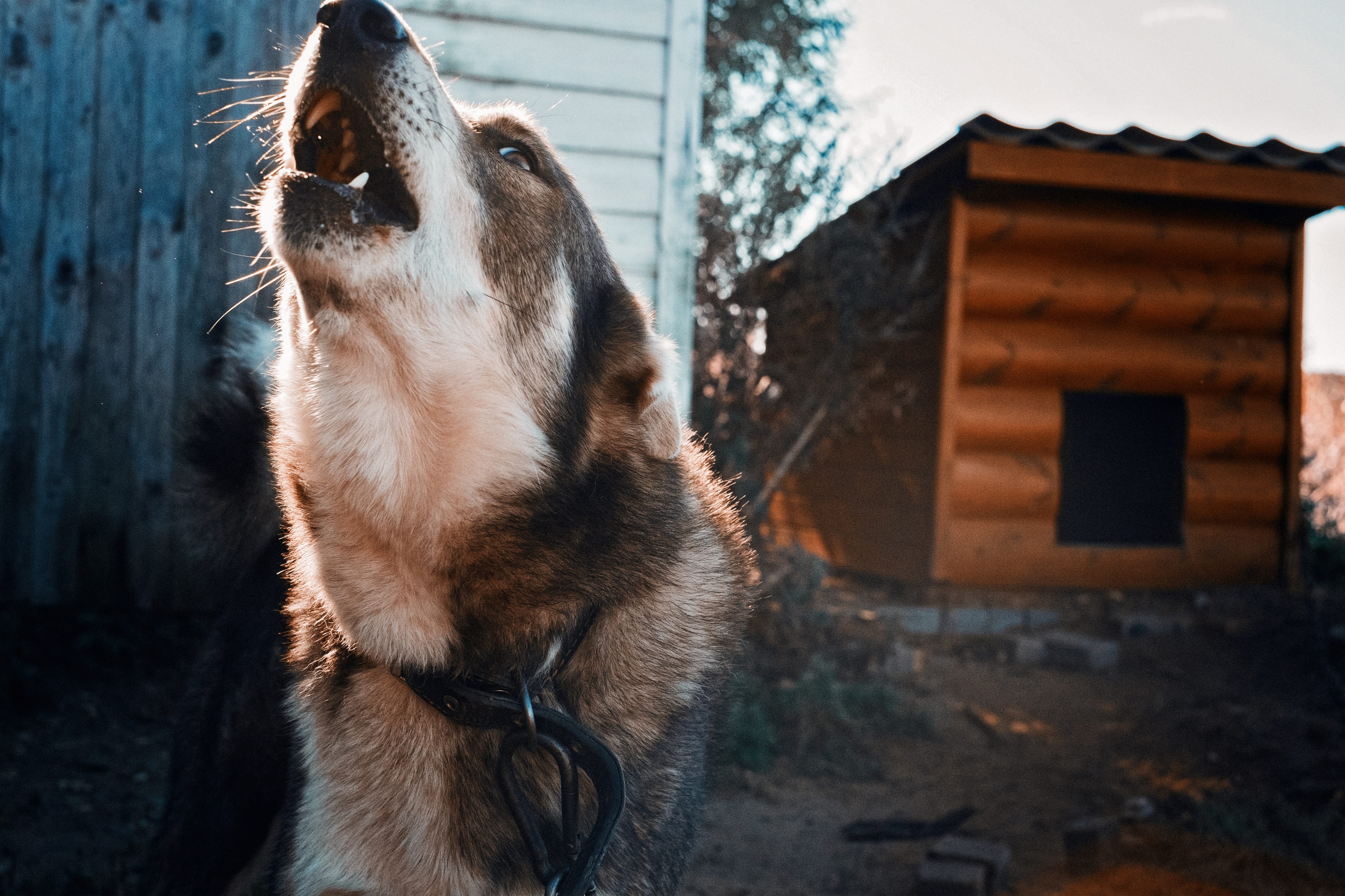 architecture, yard, vertebrate, looking, day, howl, roar, domestic, animal themes, wolf, danger, booth, pets, canine, outdoors, animal, Czechoslovakian, HD Wallpaper