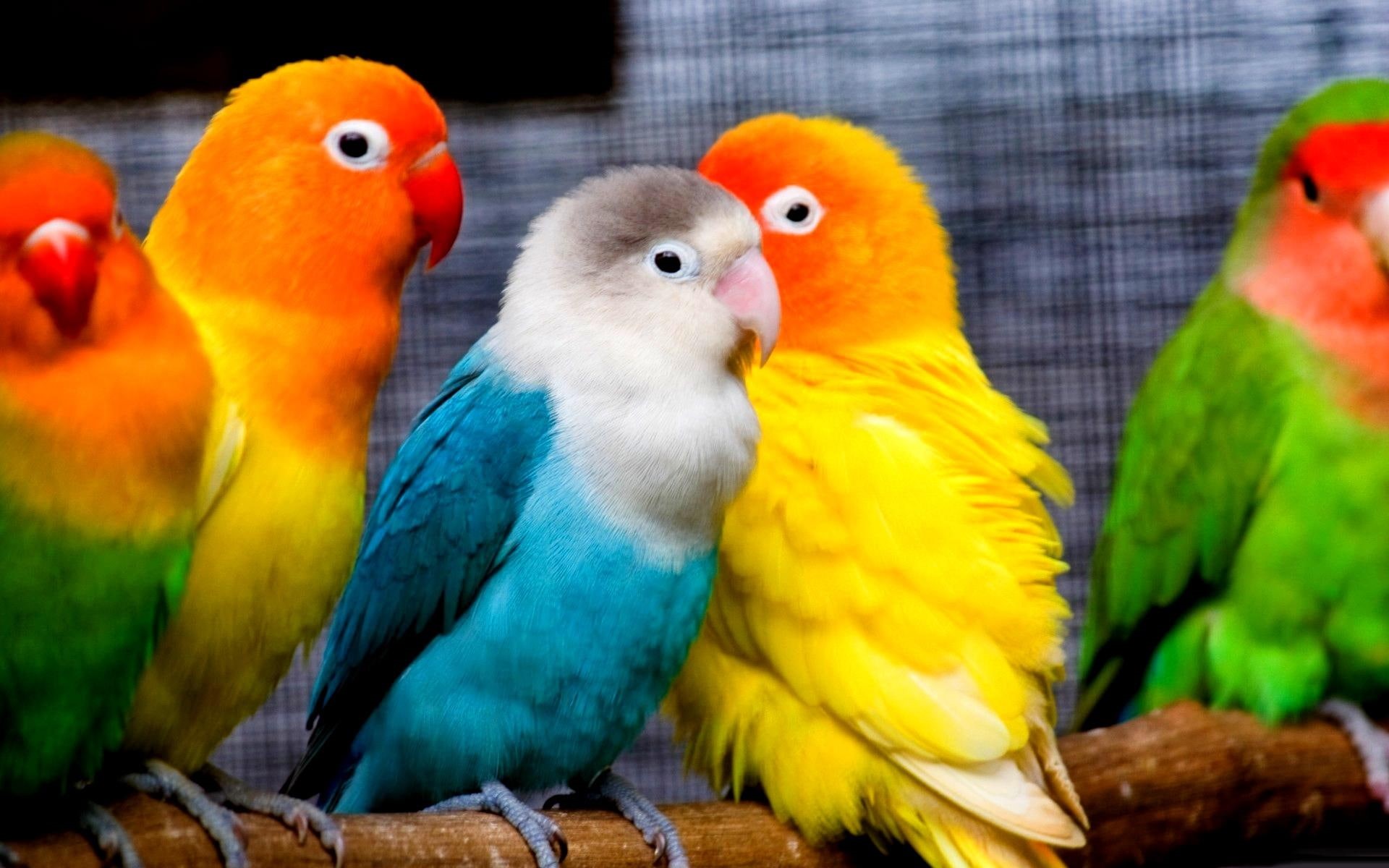parrots, birds, small, pretty, parakeets, 1080P, assorted, colors, animals, five, HD Wallpaper