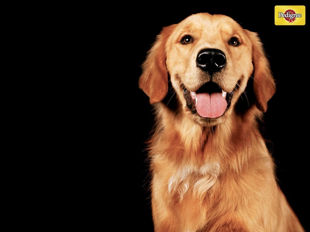480P, dogs, Golden Retriever, retriever, art, animals, pedigree, hd, cute, golden, happy, HD Wallpaper