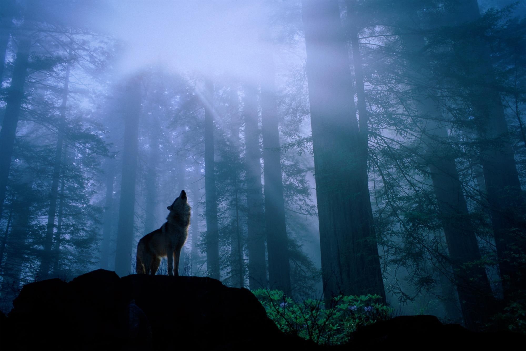 night, landscape, howling, wolves, wolf, animals, 1080P, lone, pack, HD Wallpaper