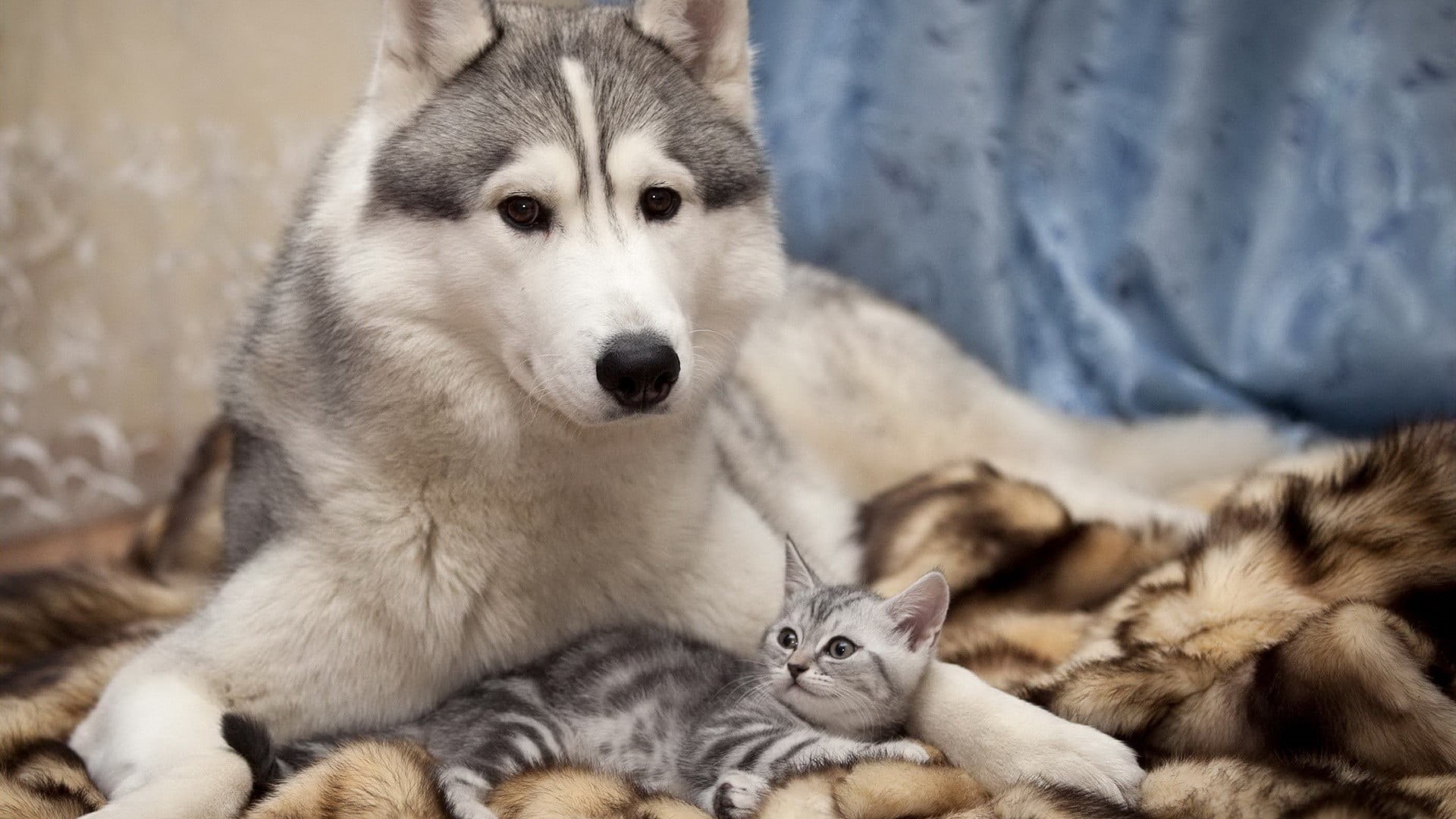 portrait, canine, vertebrate, animal head, cat, 1080P, sitting, animals, domestic, siberian, mammal, young animal, animal, togetherness, pets, looking at camera, HD Wallpaper