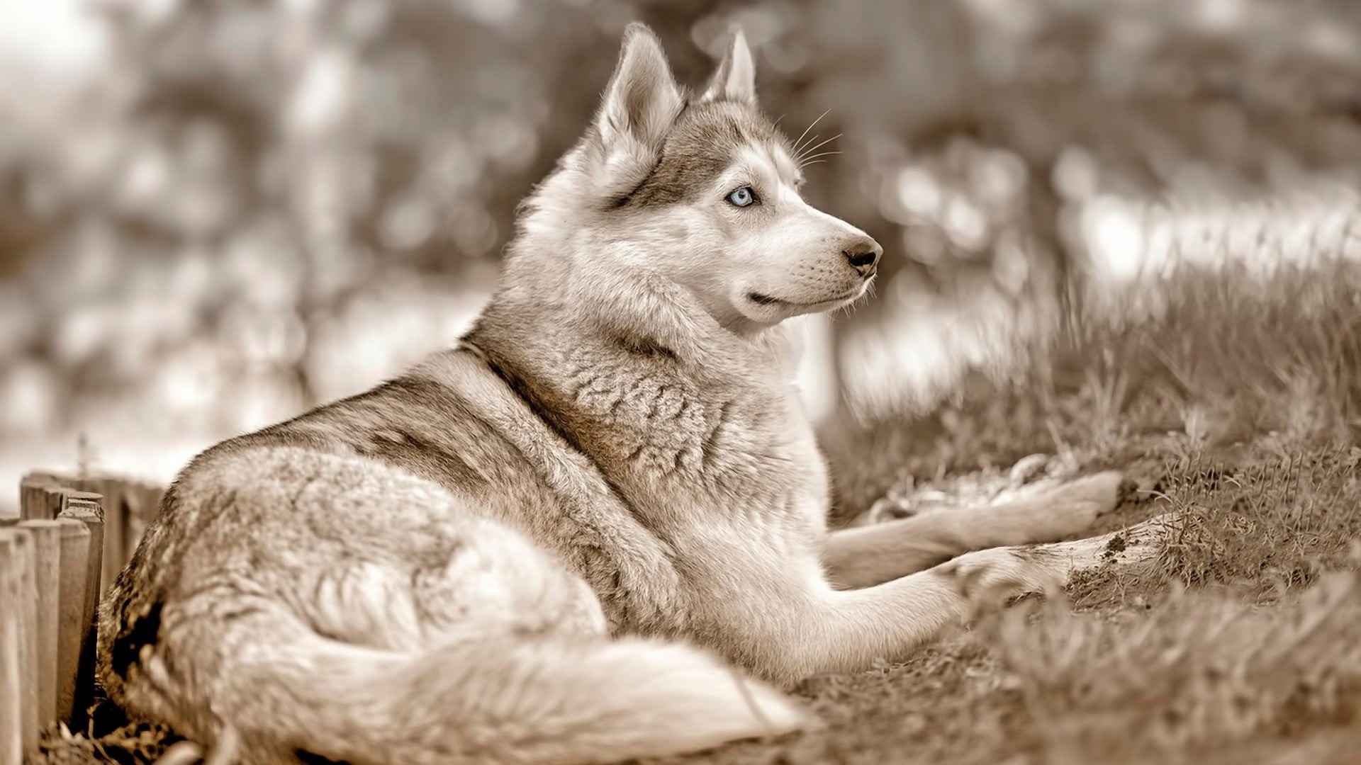 selective focus, animal, relaxation, looking, day, canine, white, outdoors, land, one animal, looking away, gray, no people, domestic animals, dog, animals in the wild, HD Wallpaper
