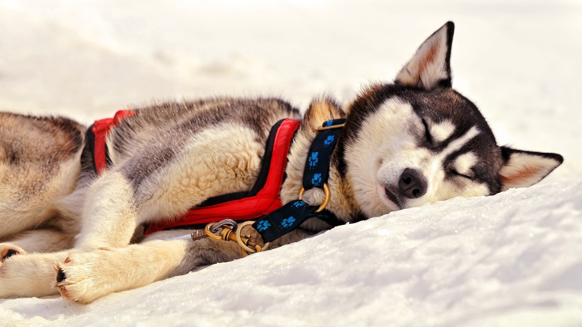 canine, animal body part, no people, focus on foreground, animal themes, resting, dog, sleeping, adult, domestic animals, 1080P, close-up, snow, white, HD Wallpaper