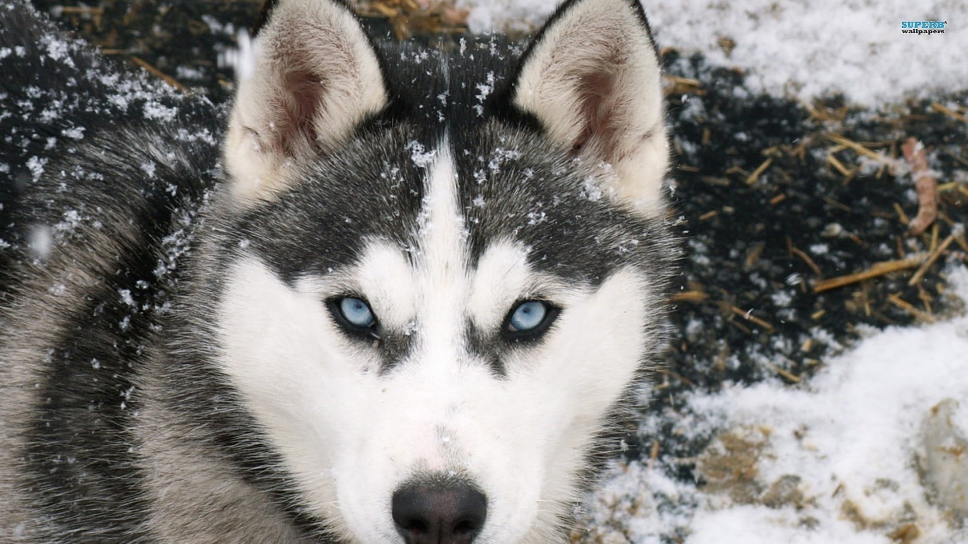 no people, portrait, cold temperature, looking at camera, dog, mammal, animals in the wild, animals, winter, snowing, day, close-up, black, animal eye, HD Wallpaper