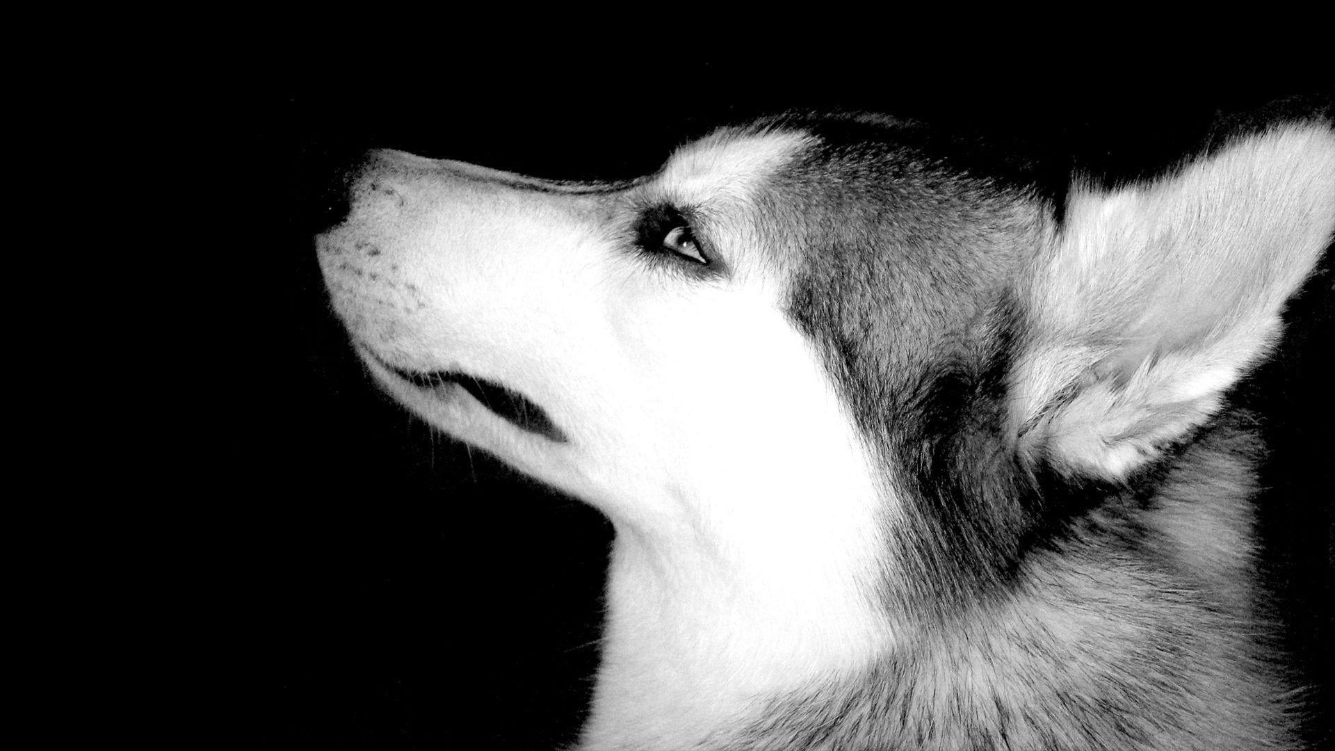 indoors, side view, animal eye, domestic, canine, profile view, animal head, husky, animals, no people, grayscale, one animal, 1080P, mammal, vertebrate, HD Wallpaper