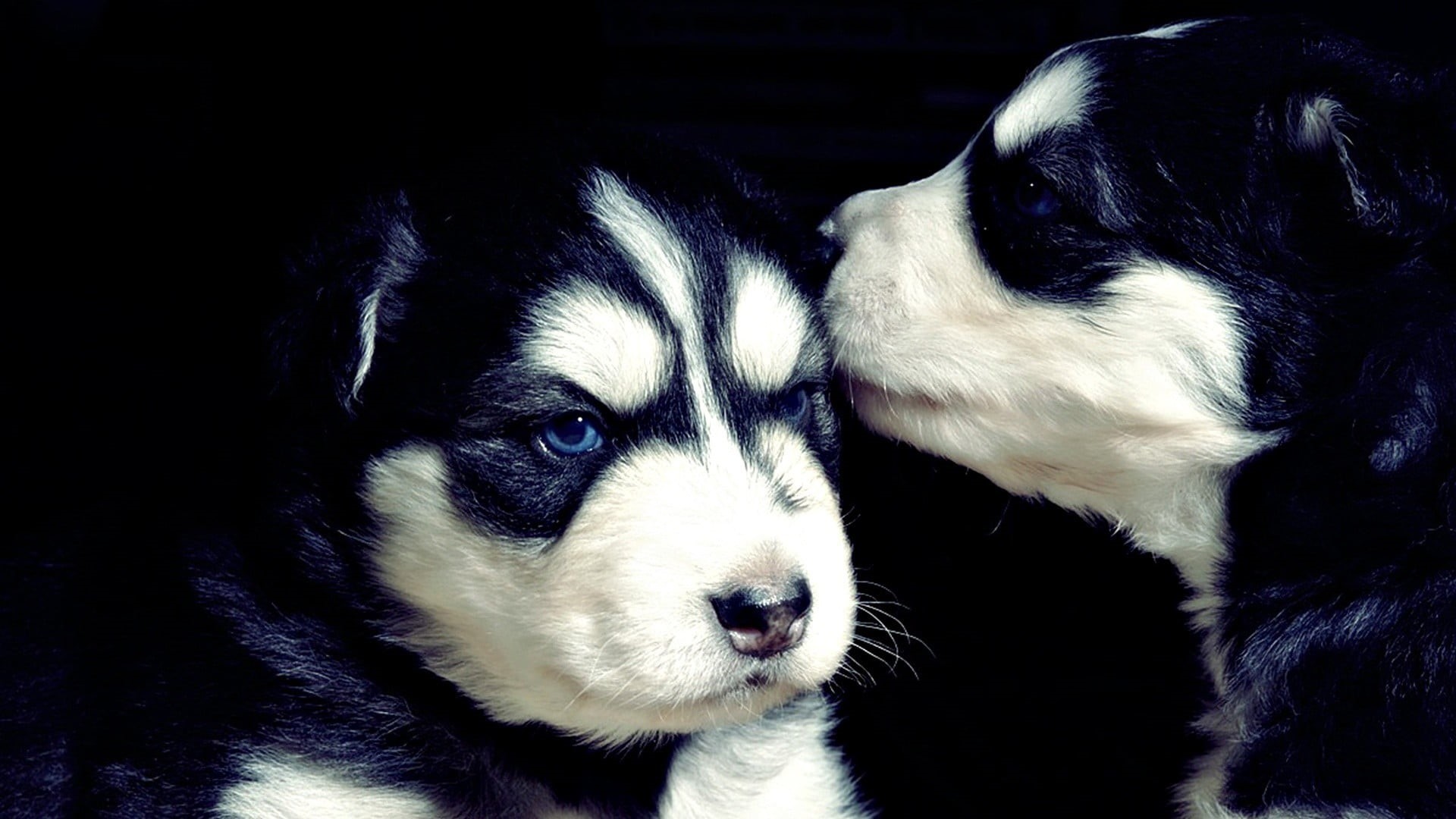 one animal, animal body part, animal, close-up, husky, two, pets, indoors, young animal, vertebrate, portrait, animal themes, Siberian Husky , dog, snout, HD Wallpaper