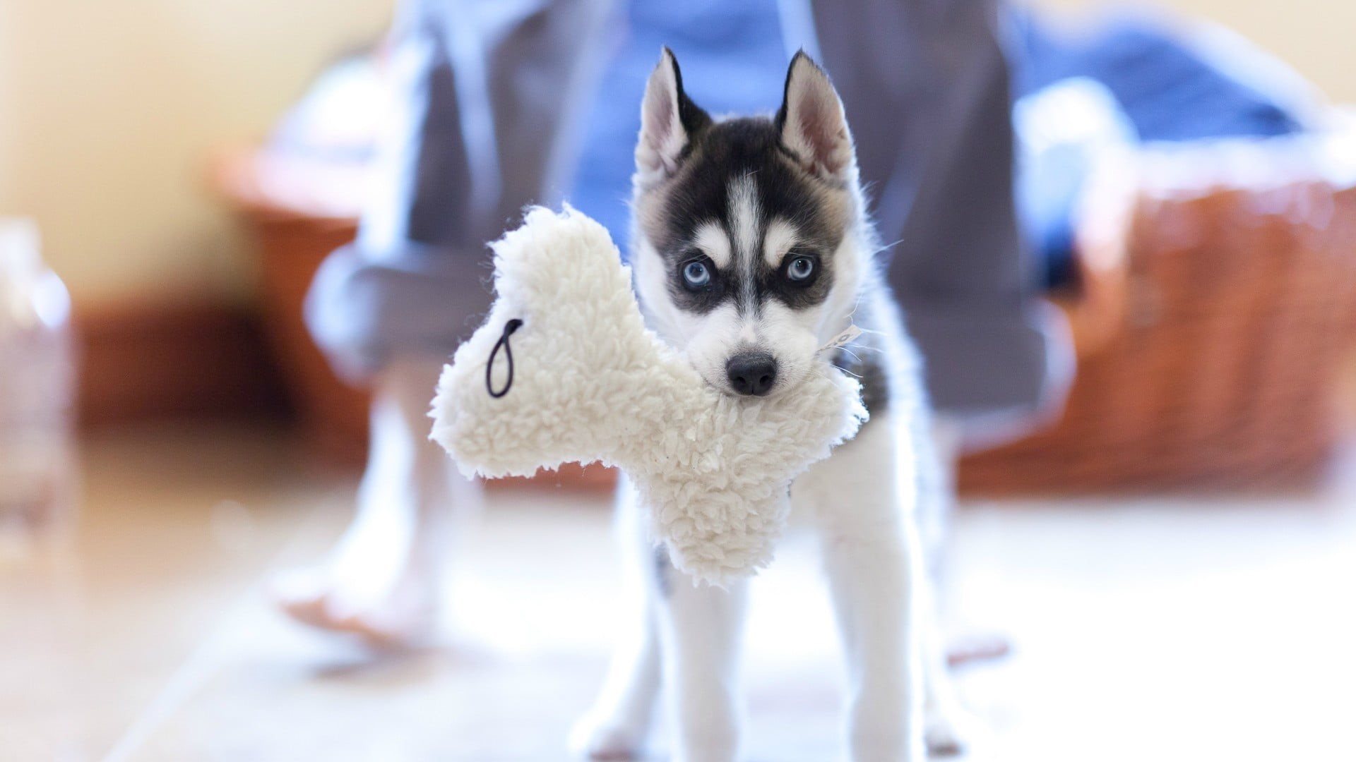 puppies, black, focus on foreground, cute, dog, domestic, border collie, siberian, domestic animals, indoors, pets, small, husky, Siberian Husky, one animal, HD Wallpaper
