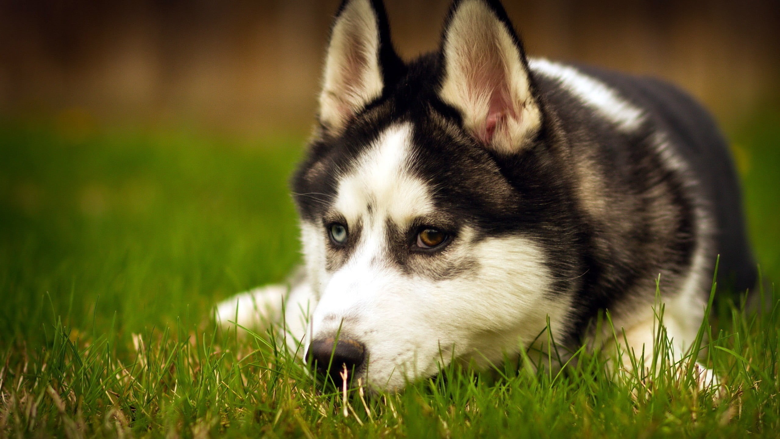 iridum, close-up, 2K, canine, Siberian Husky , pets, animal, animal themes, animal head, grass, one animal, border collie, purebred dog, animal body part, HD Wallpaper