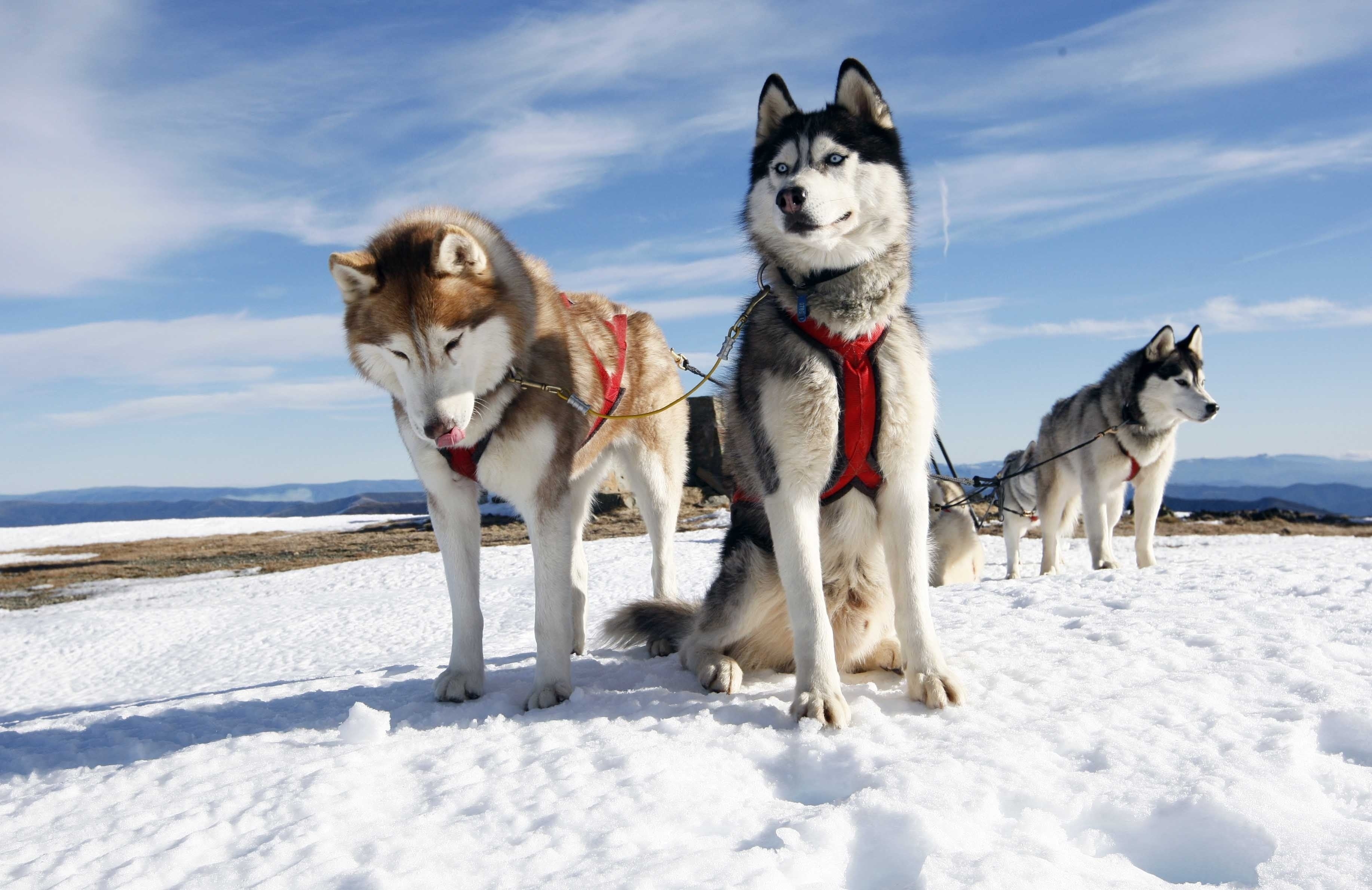 domestic, group of animals, alaskan Culture, couple, dogs, alaska, malamute, snow, vertebrate, animal themes, mammal, white, husky, domestic animals, dog, HD Wallpaper