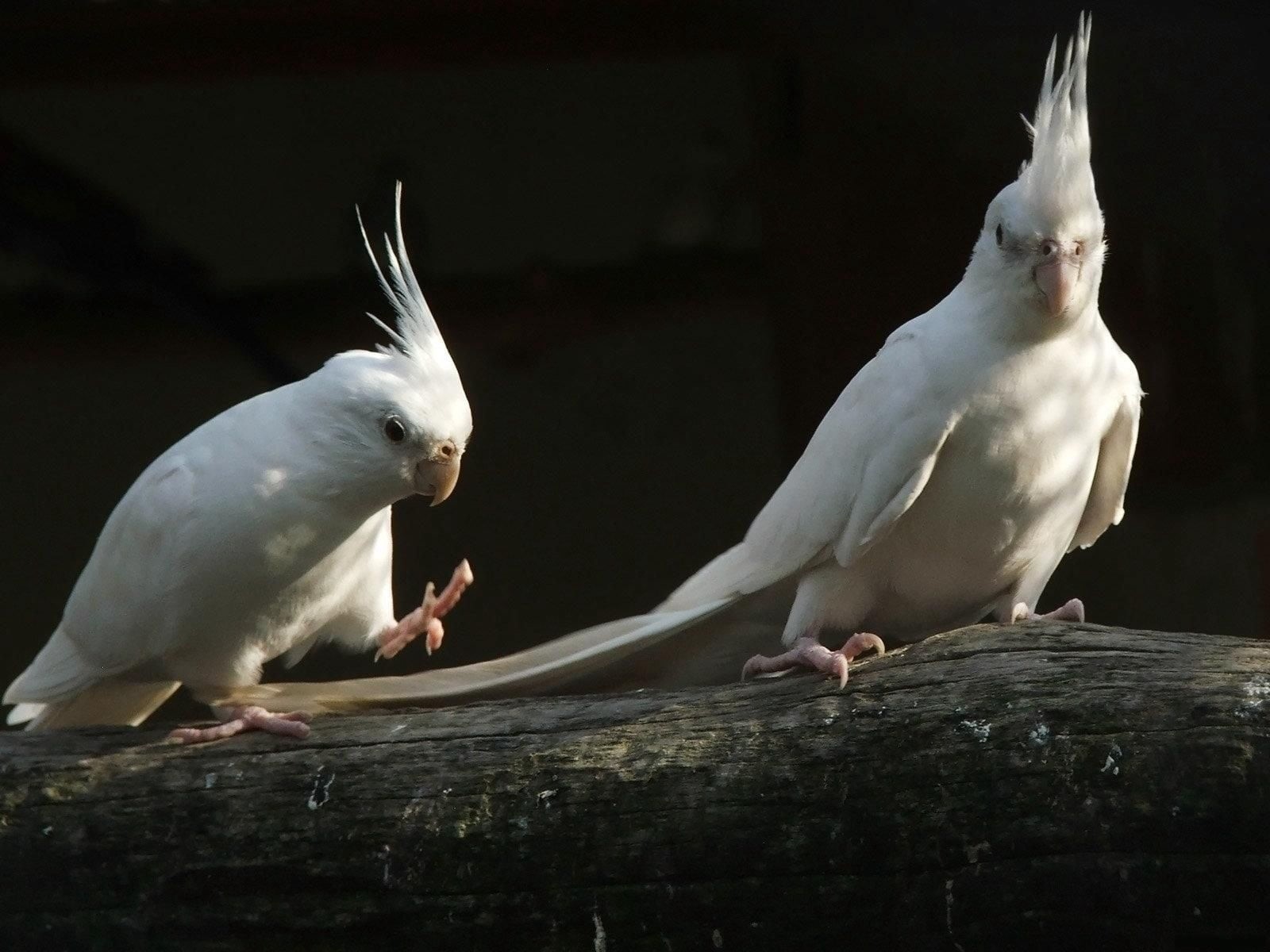 tree, feather, white, outdoors, one Animal, no People, 720P, full length, parrots, black, animal wildlife, cockatiels, beak, group of animals, looking, HD Wallpaper