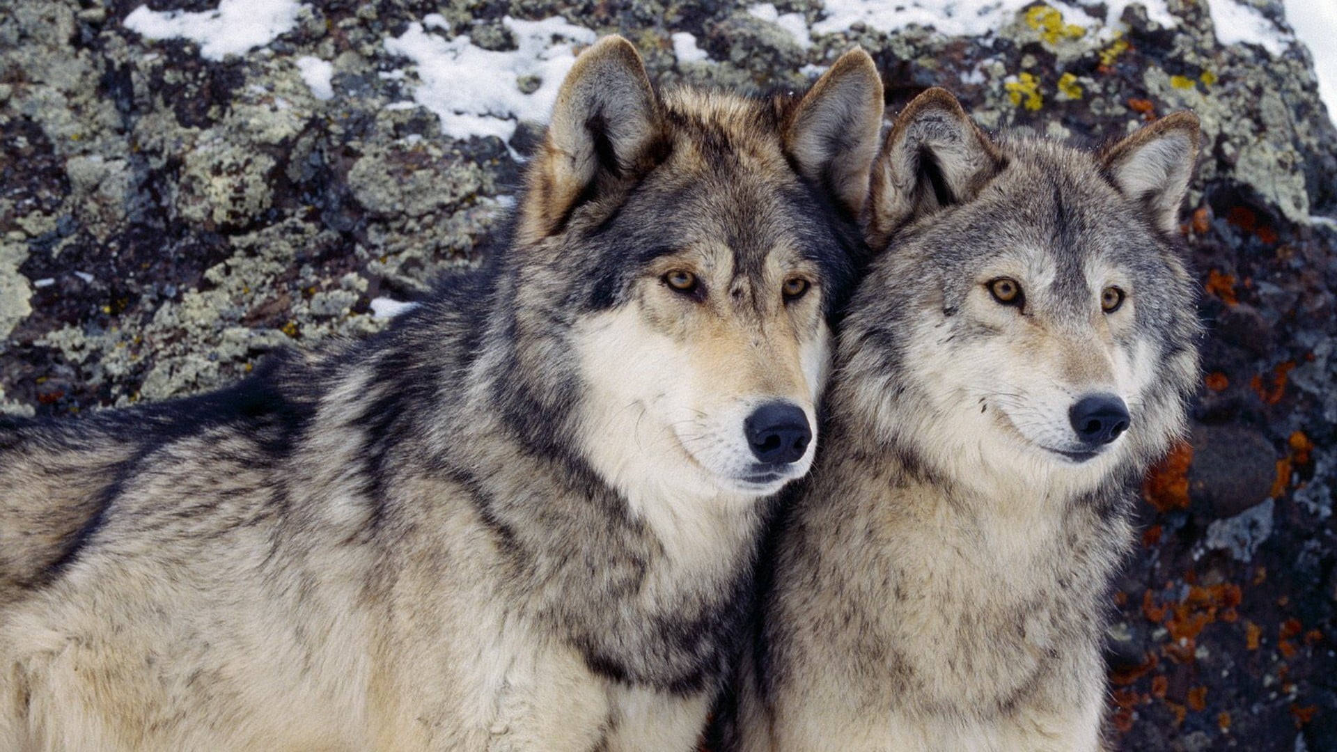 cold temperature, two, pets, huskies, brown, mammal, wolf, animal wildlife, siberian, animals in the wild, close-up, animal head, 1080P, outdoors, nature, HD Wallpaper