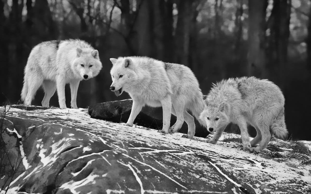 group of animals, vertebrate, 720P, day, animal wildlife, tree, plant, forest, monochrome, animals in the wild, nature, land, animal themes, wolves, three, HD Wallpaper
