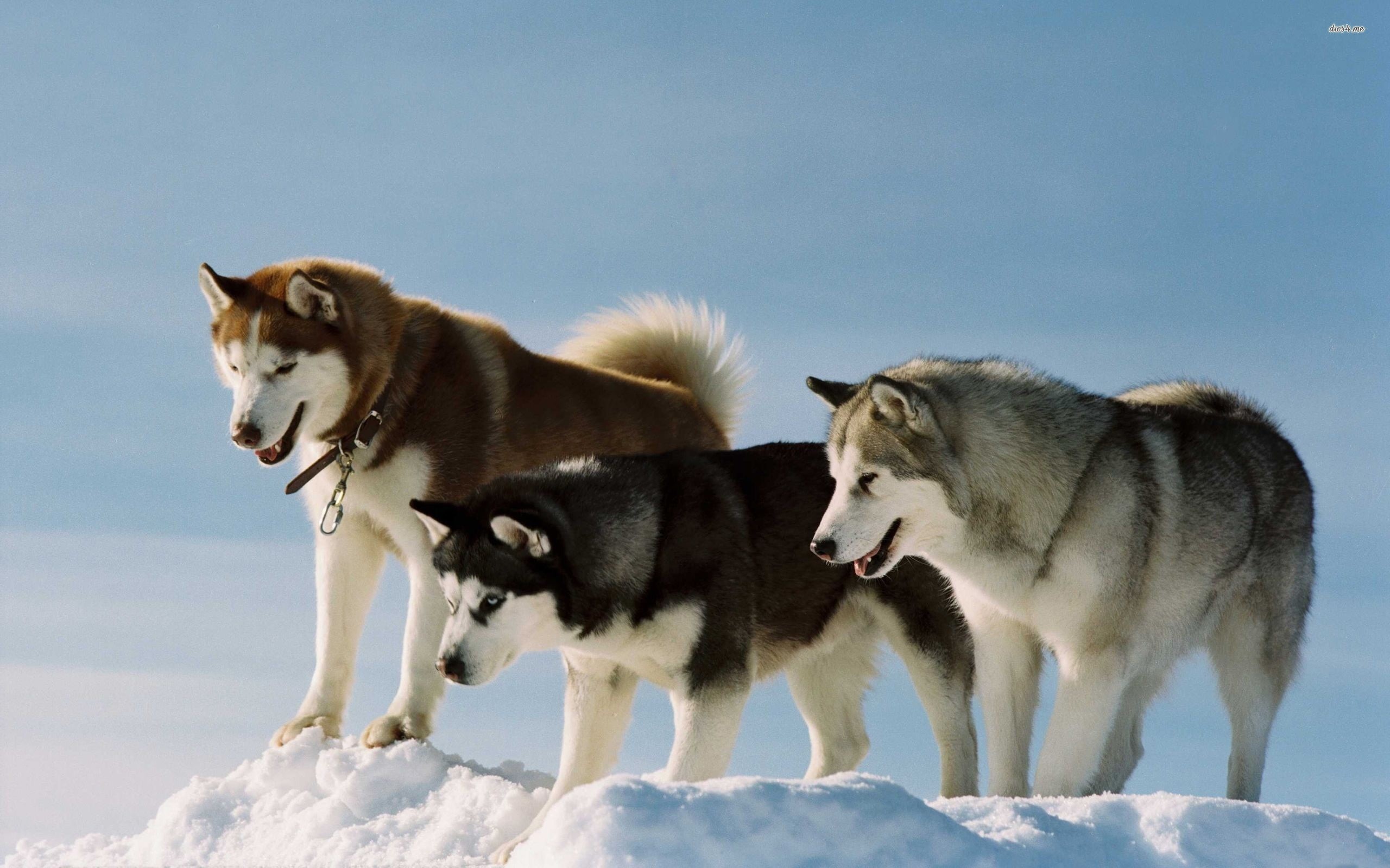 mammal, domestic, mouth open, animals in the wild, no people, two animals, winter, Siberian Husky, animal wildlife, domestic animals, wolf, animal themes, HD Wallpaper