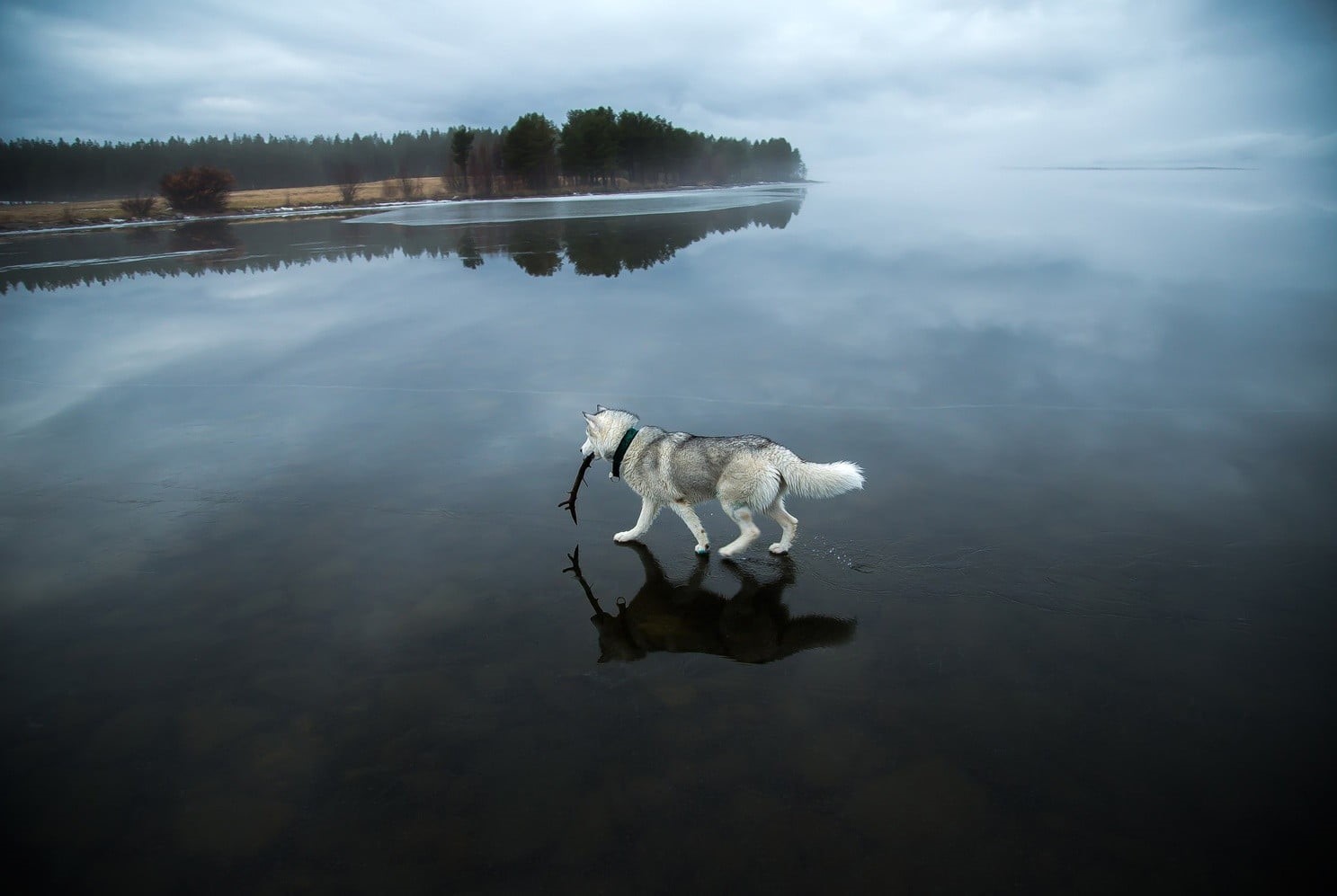 domestic, water, 720P, reflection, waterfront, no people, frozen lake, animals, cloud - sky, white, beauty in nature, non-urban scene, Siberian Husky , HD Wallpaper
