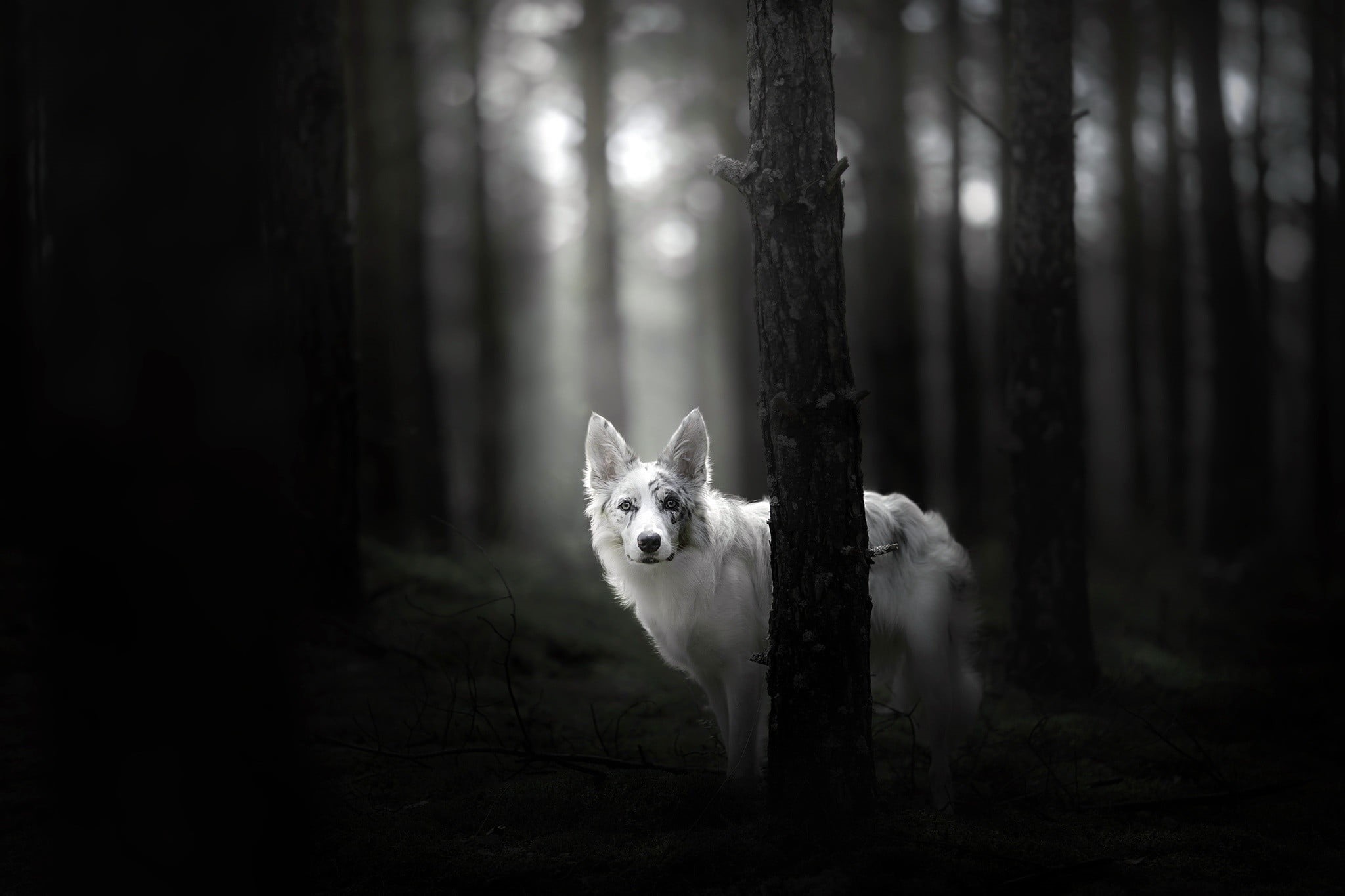 animal, trunk, mammal, domestic, one animal, monochrome, trees, woodland, pets, domestic animals, forest, tree, wolf, land, dog, no people, 1080P, animals, HD Wallpaper