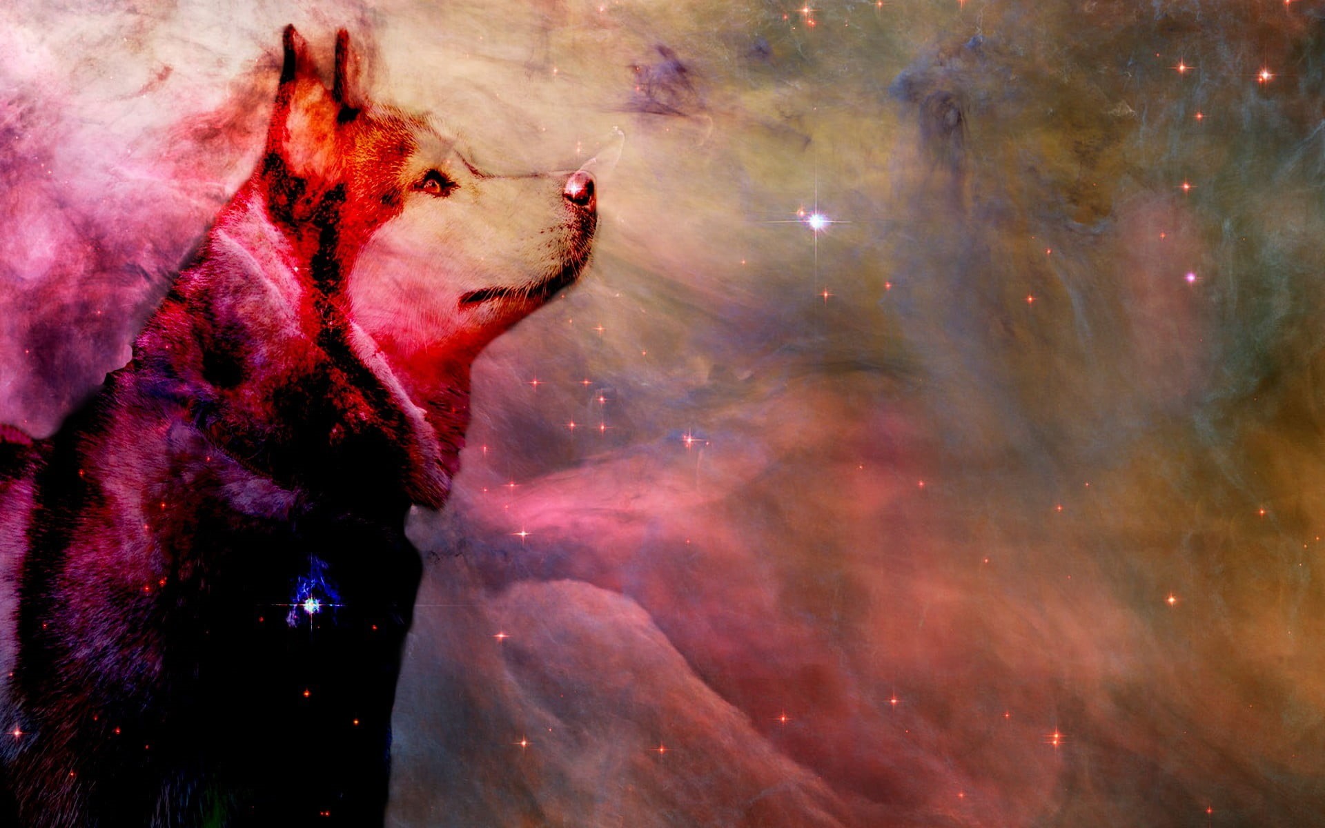 domestic animals, one animal, lifestyles, standing, pets, 1080P, mammal, dog, digital composite, green, purple, painting, wolf, men, Siberian Husky, domestic, HD Wallpaper