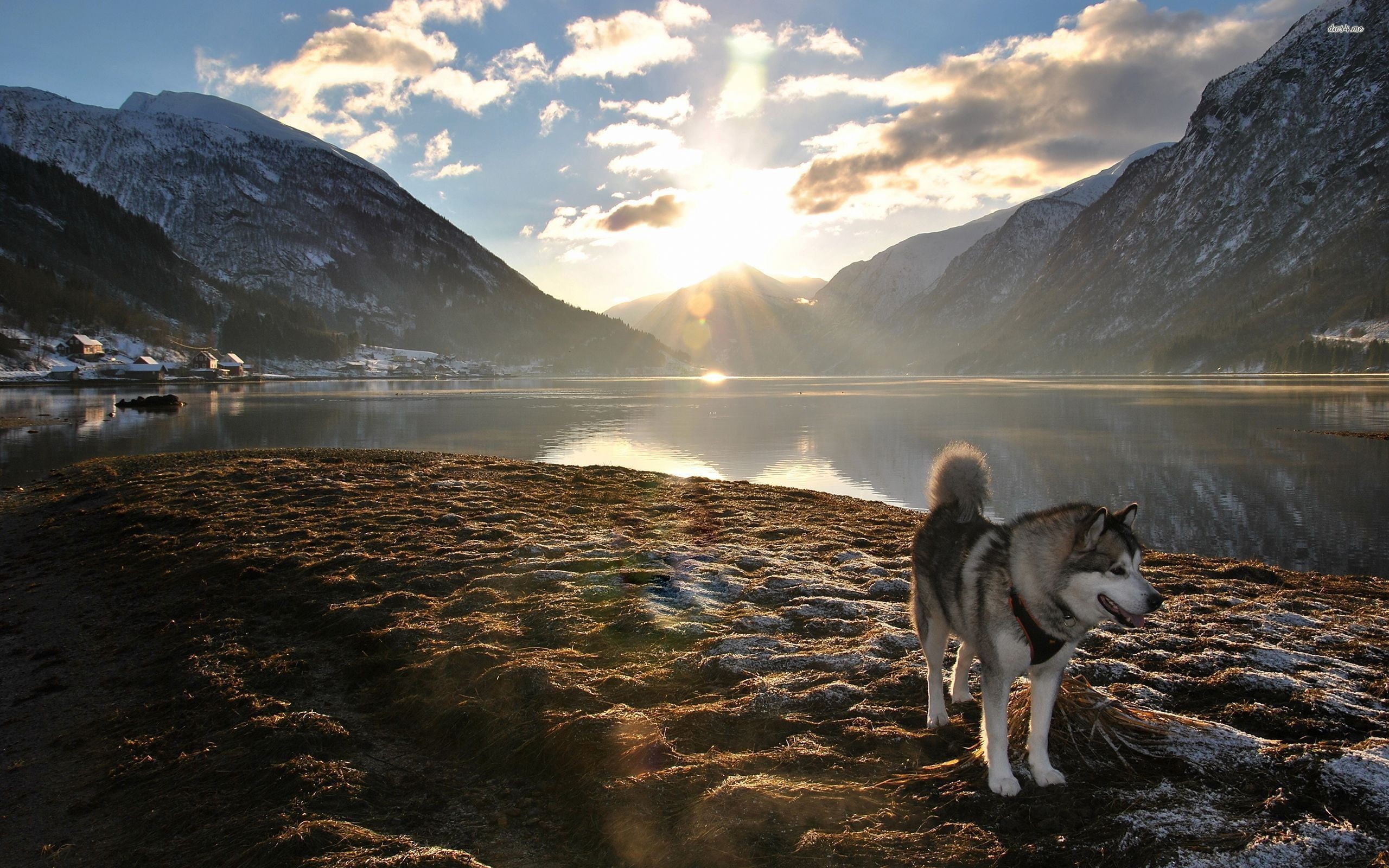 animal themes, one animal, cloud - sky, landscape, dog, animal, gray, sky, wolf, mountains, mountain, nature, Alaskan Malamute, snowcapped mountain, pets, HD Wallpaper
