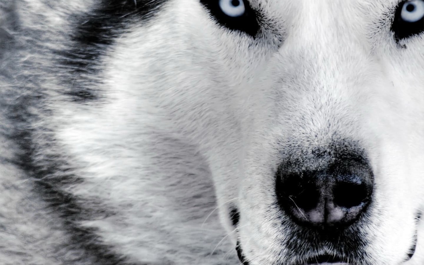 one animal, looking, mammal, domestic animals, white, animal mouth, whisker, no people, animal, animal head, looking away, animal themes, pets, snow, dog, HD Wallpaper