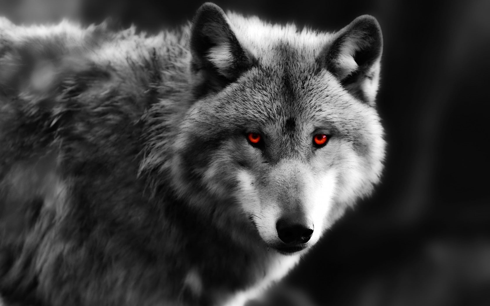 720P, eyes, wolf, predator, HD Wallpaper