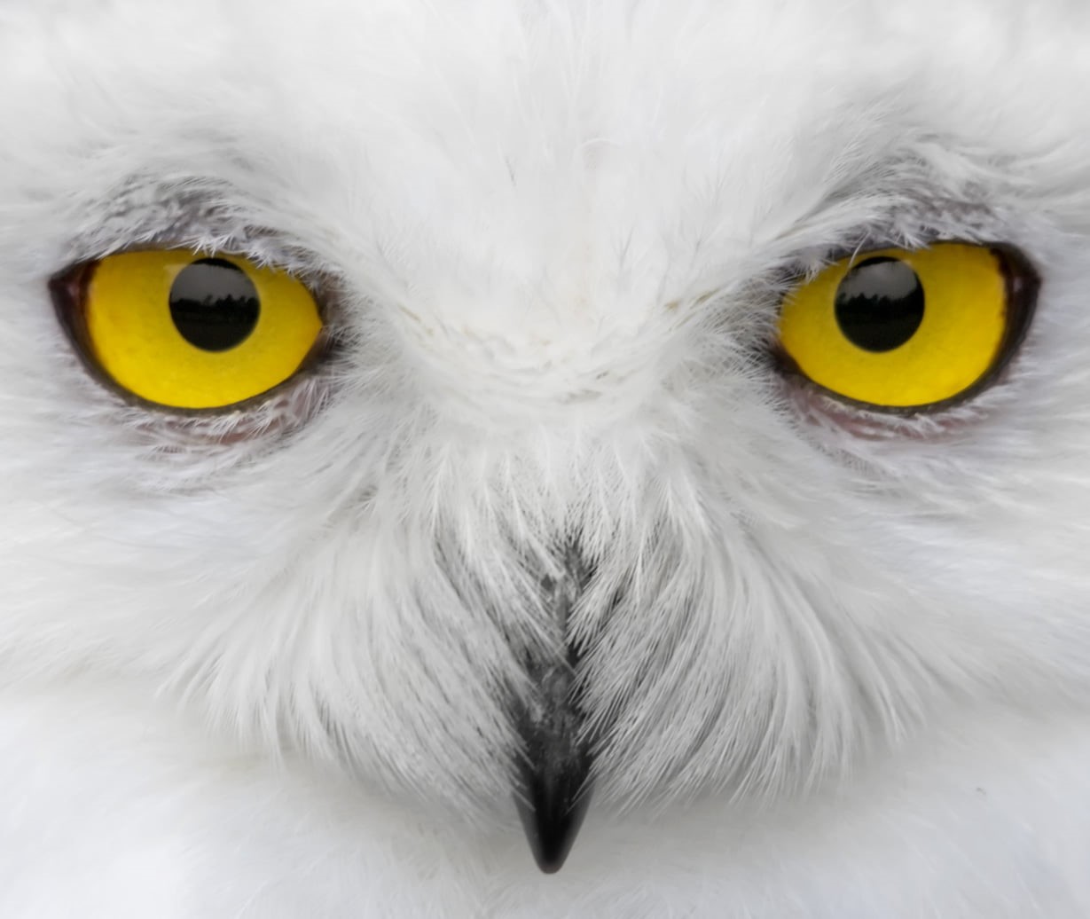 looking, yellow eye, eyes, Bubo scandiacus, yellow, owls, Look into my eyes, extreme, feathers, bird, 480P, NGC, yellow eyes, snowy  owl, white, Ingles, HD Wallpaper