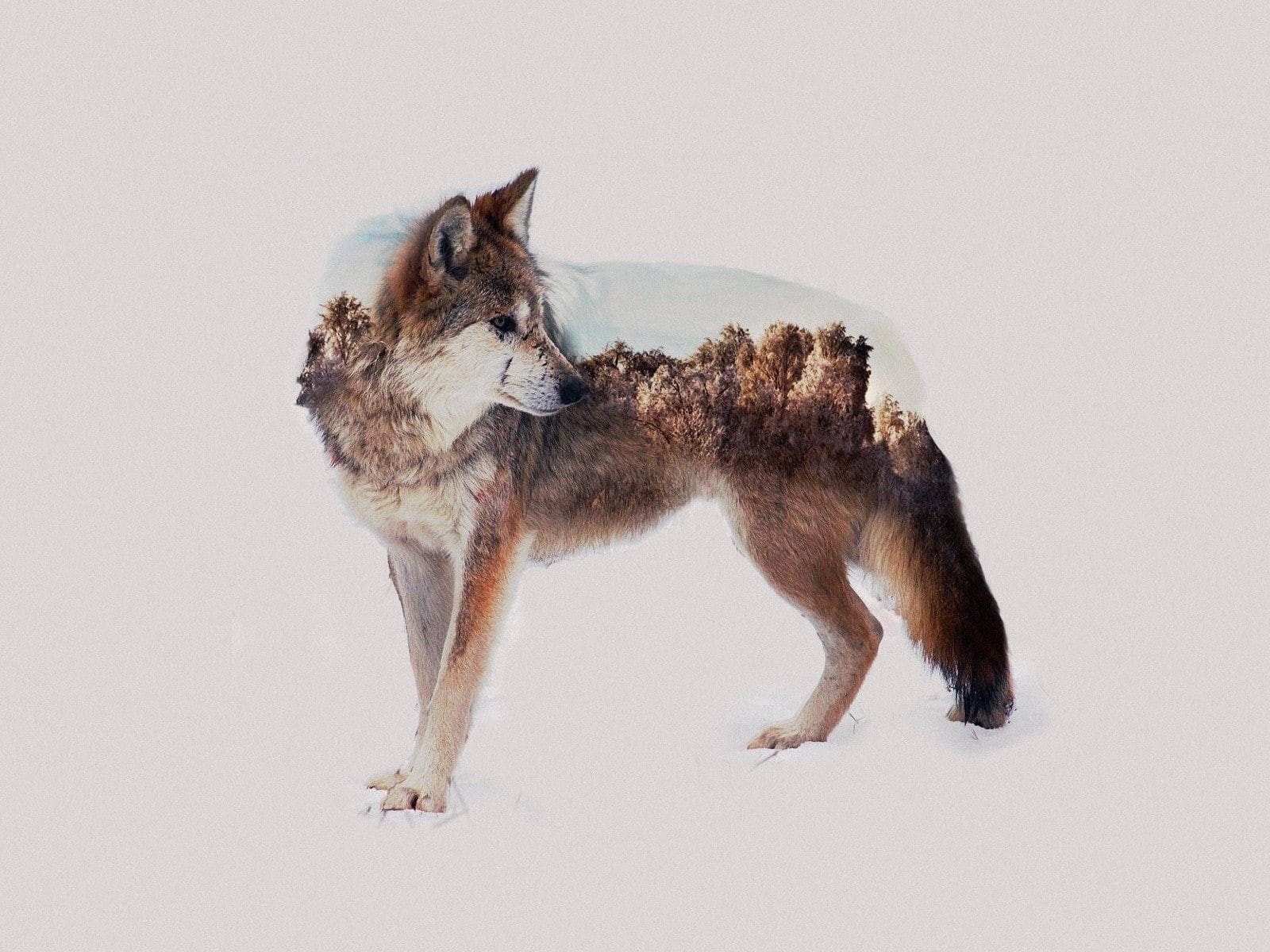 mammal, group of animals, white background, two animals, vertebrate, wolf, indoors, photo manipulation, canine, standing, domestic animals, animal wildlife, HD Wallpaper