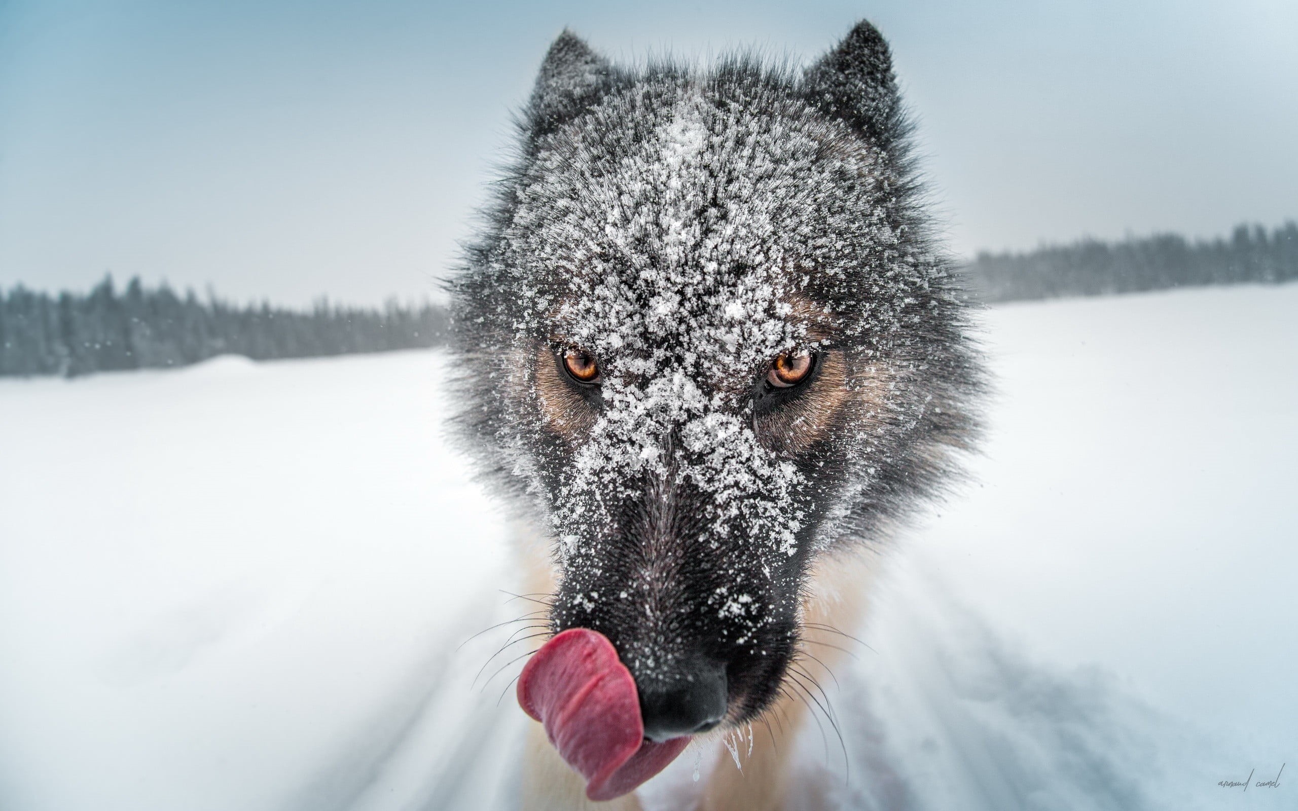 day, animals, animal, season, white, fur, canine, winter, no People, snowfield, wolf, animal themes, domestic, domestic Animals, arctic, dog, cold - Temperature, HD Wallpaper