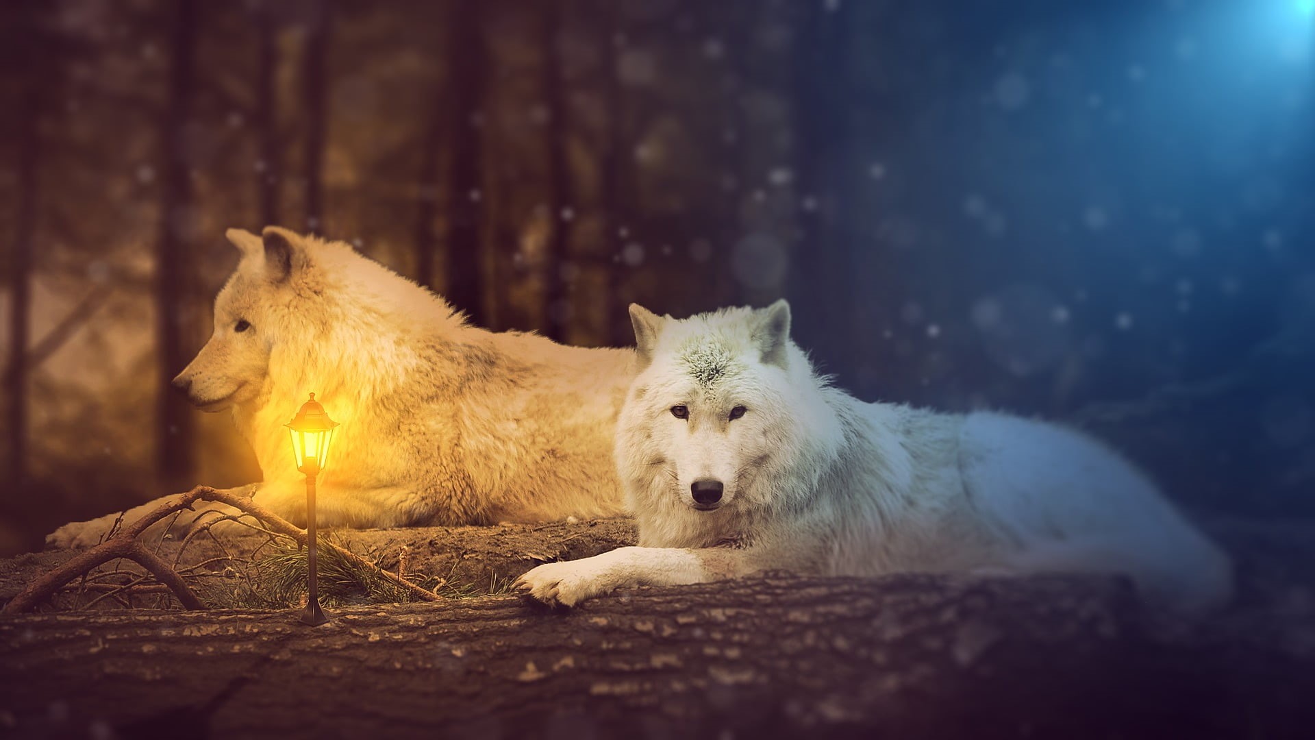 vertebrate, relaxation, wolf, selective focus, domestic, mammal, animals in the wild, nature, day, animal wildlife, no people, domestic animals, animal, HD Wallpaper