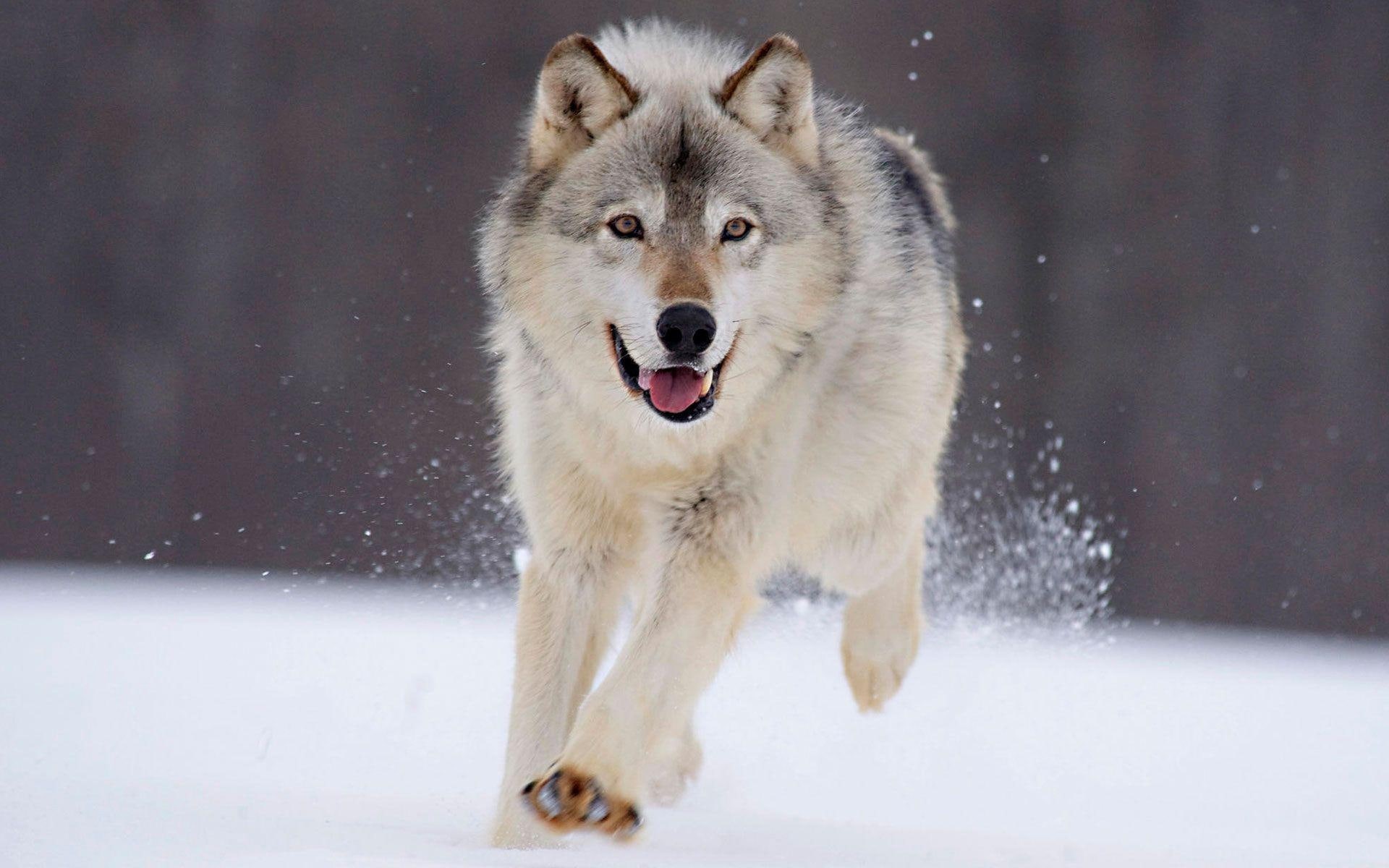 wolf, 1080P, white, snow, running, animals, 1920x1200, HD Wallpaper