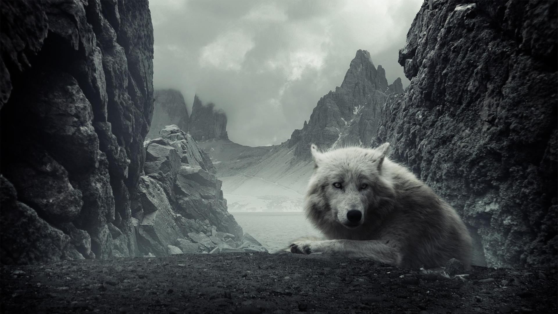outdoors, day, scenics - nature, nature, wolf, animal, rock - object, canine, rock formation, beauty in nature, white, one animal, formation, mountain, HD Wallpaper